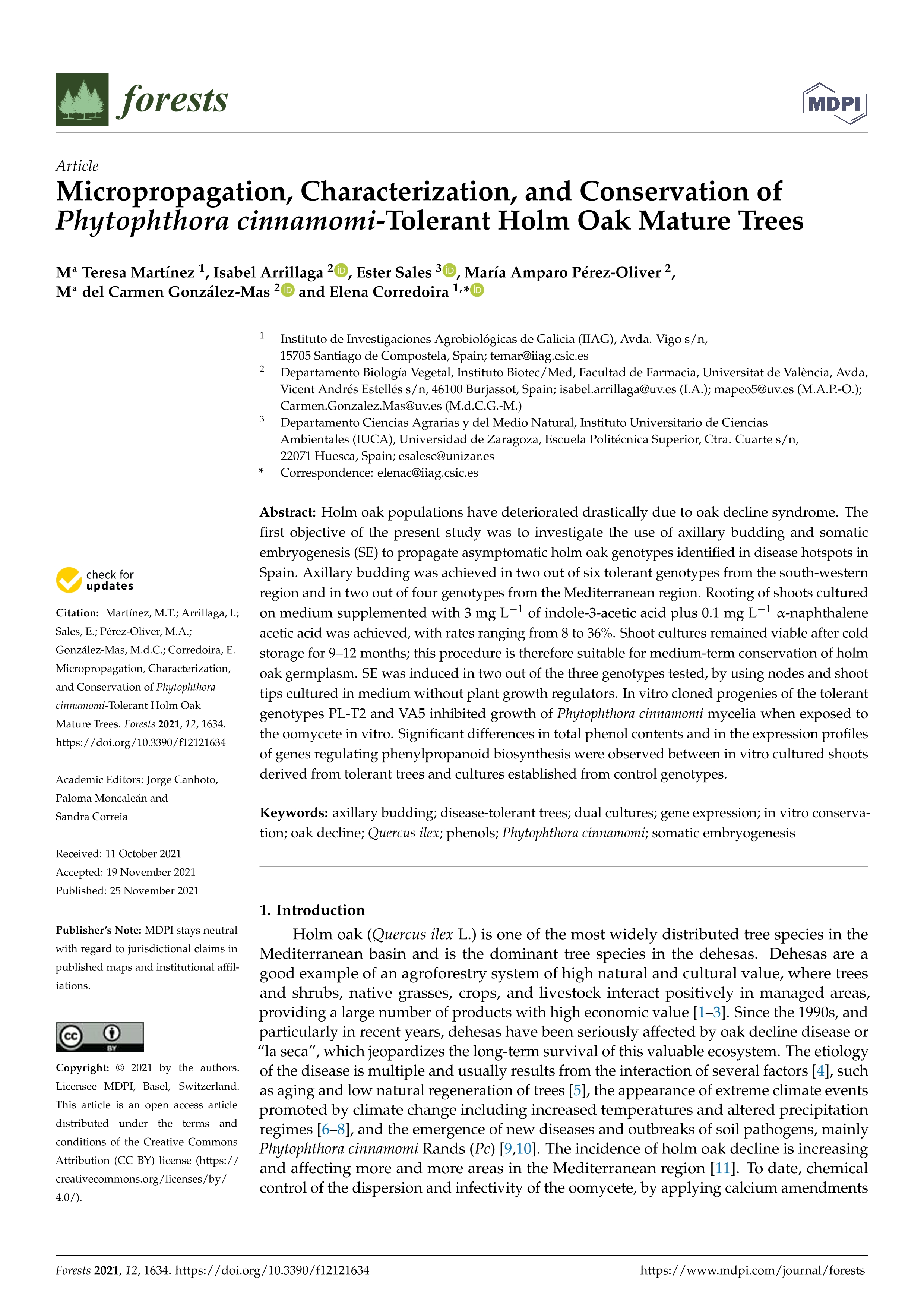 Micropropagation, Characterization, and Conservation of Phytophthora cinnamomi-Tolerant Holm Oak Mature Trees