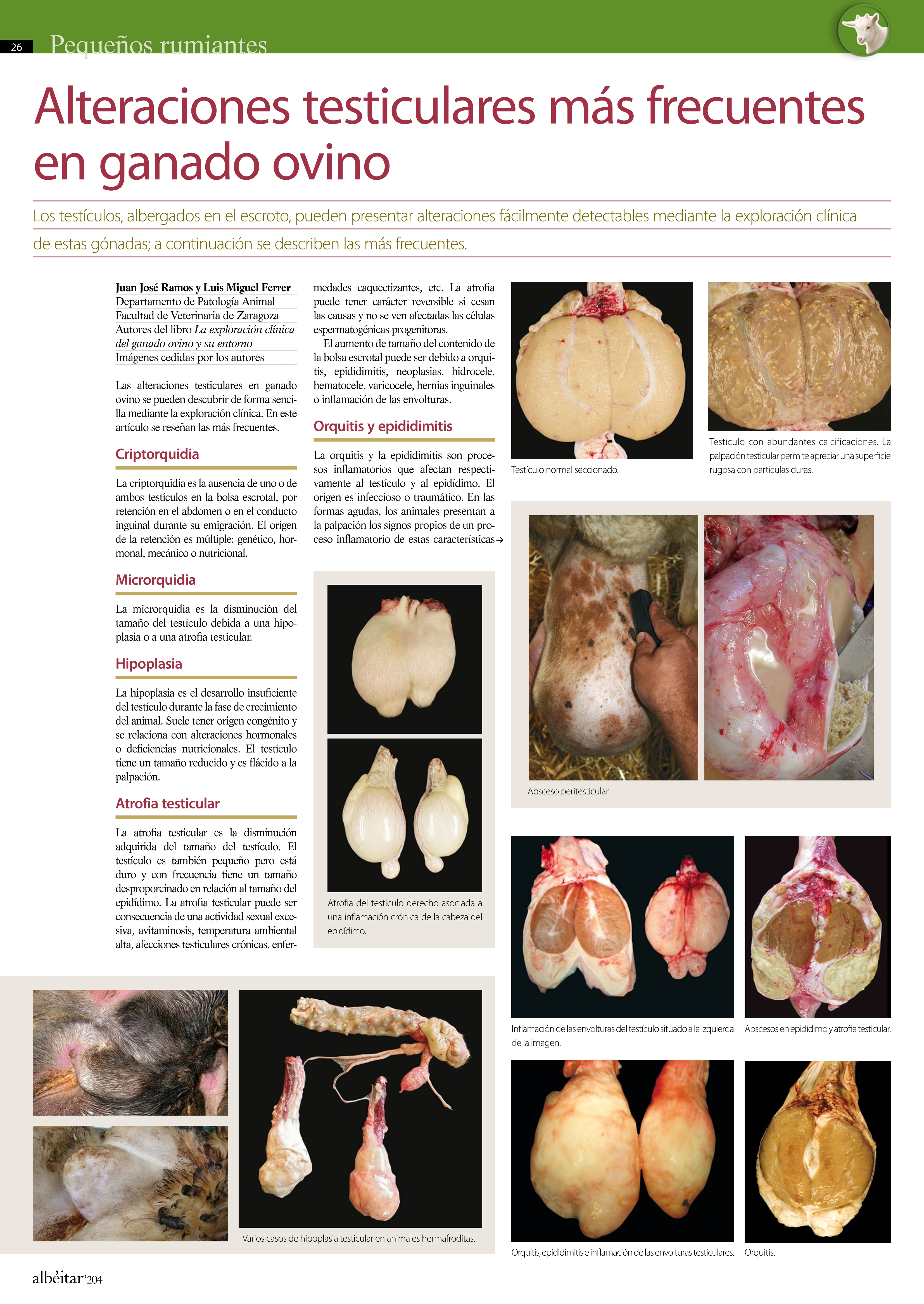 Alteraciones testiculares más frecuentes en ganado ovino