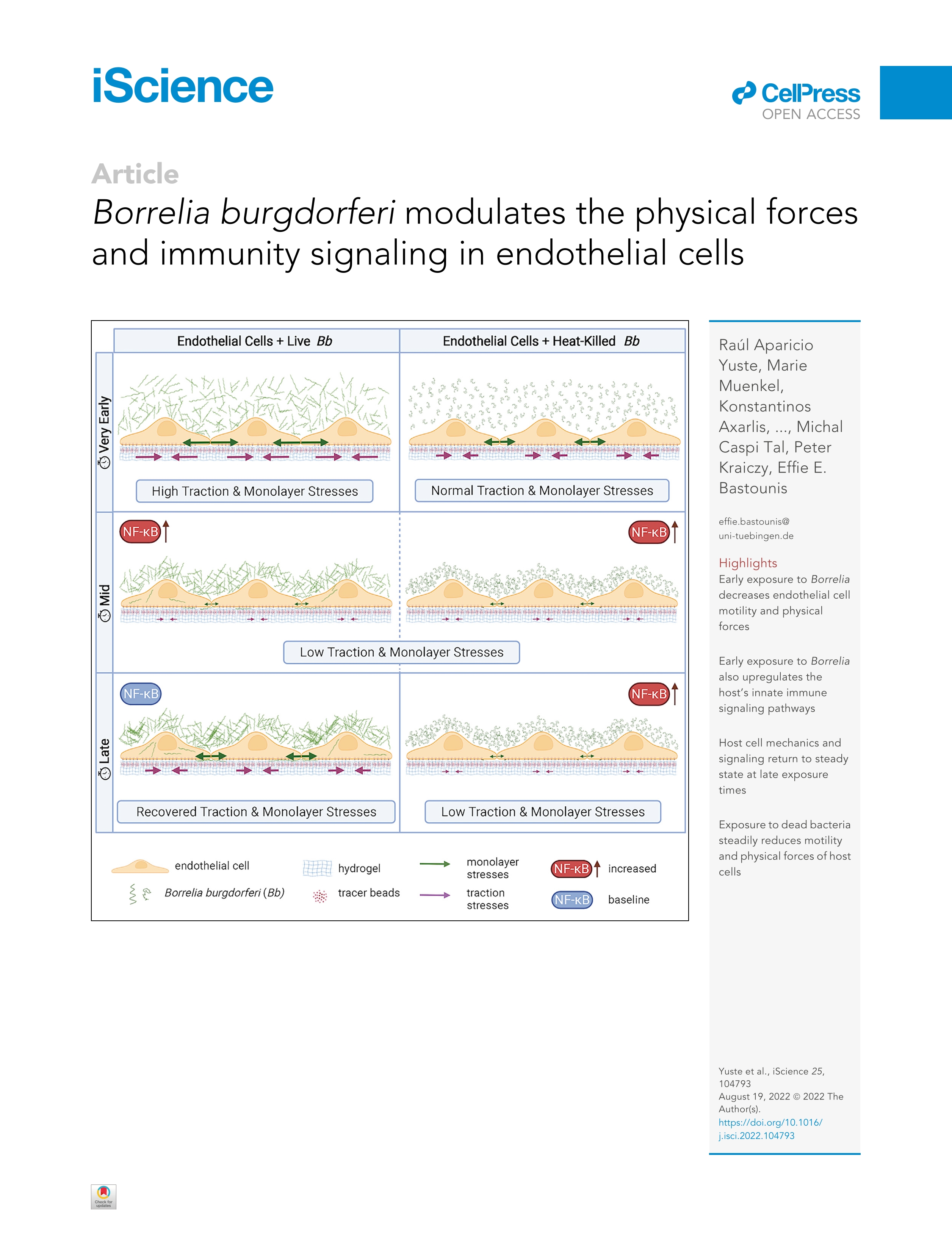 Borrelia burgdorferi modulates the physical forces and immunity signaling in endothelial cells