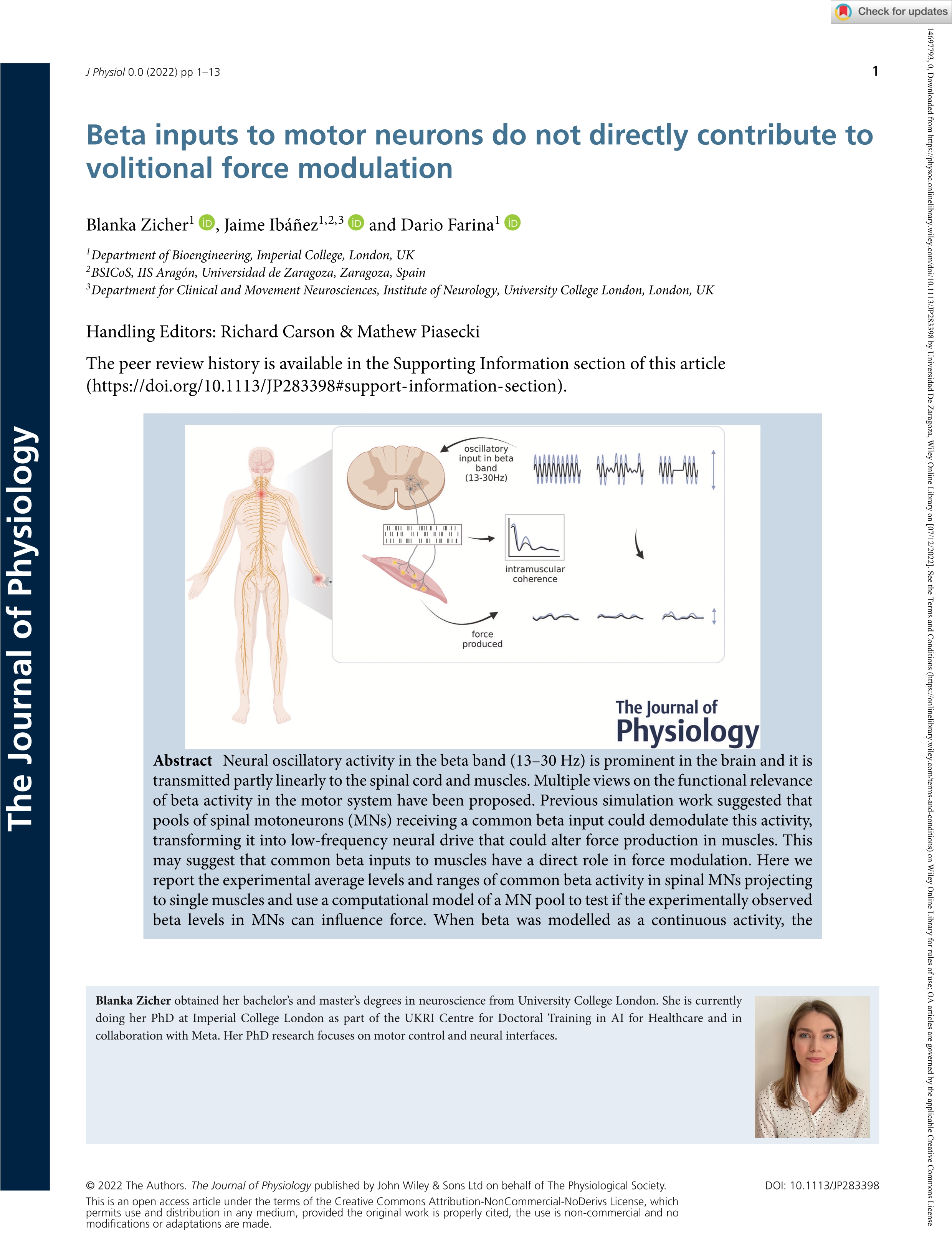 Beta inputs to motor neurons do not directly contribute to volitional force modulation