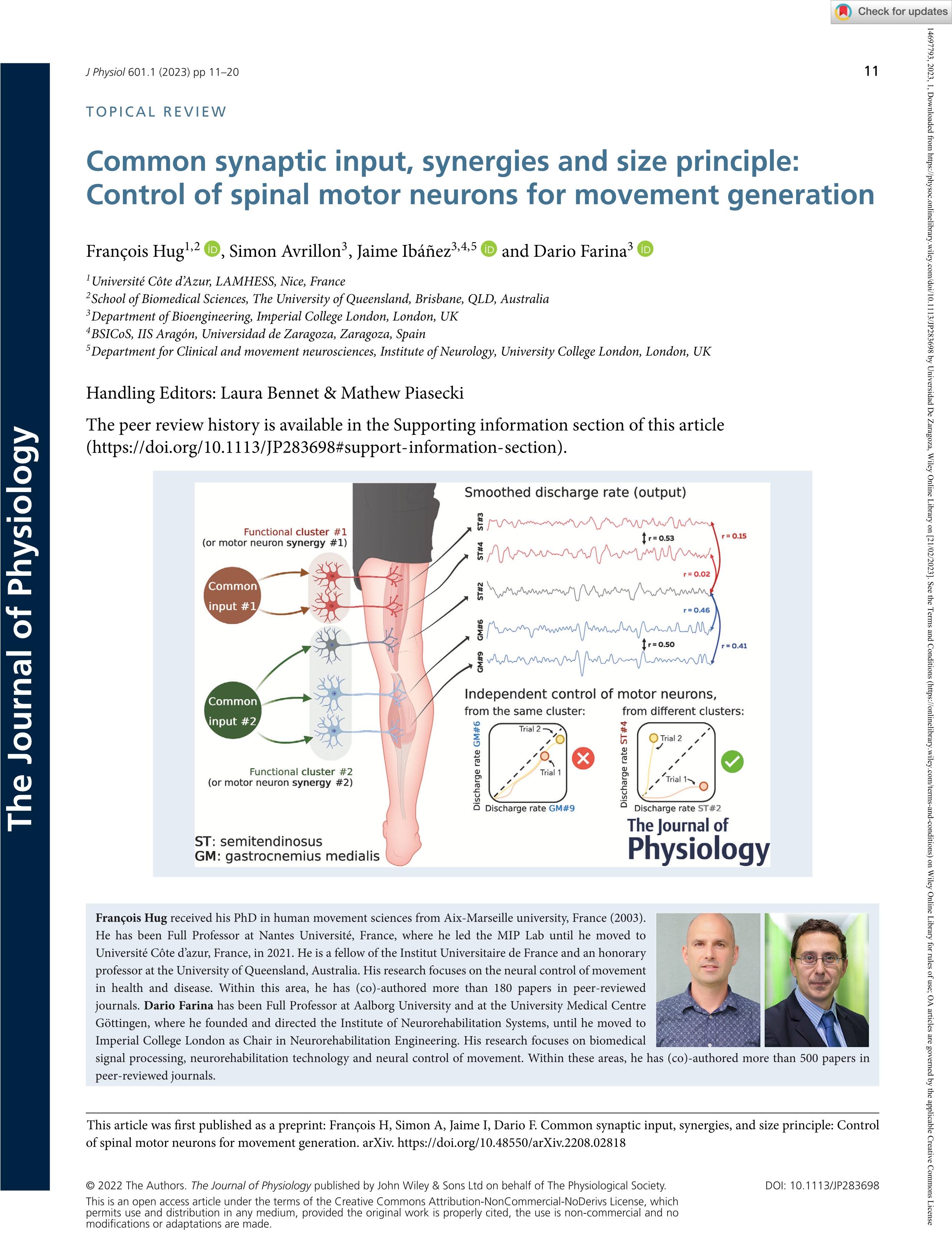 Common synaptic input, synergies and size principle: Control of spinal motor neurons for movement generation