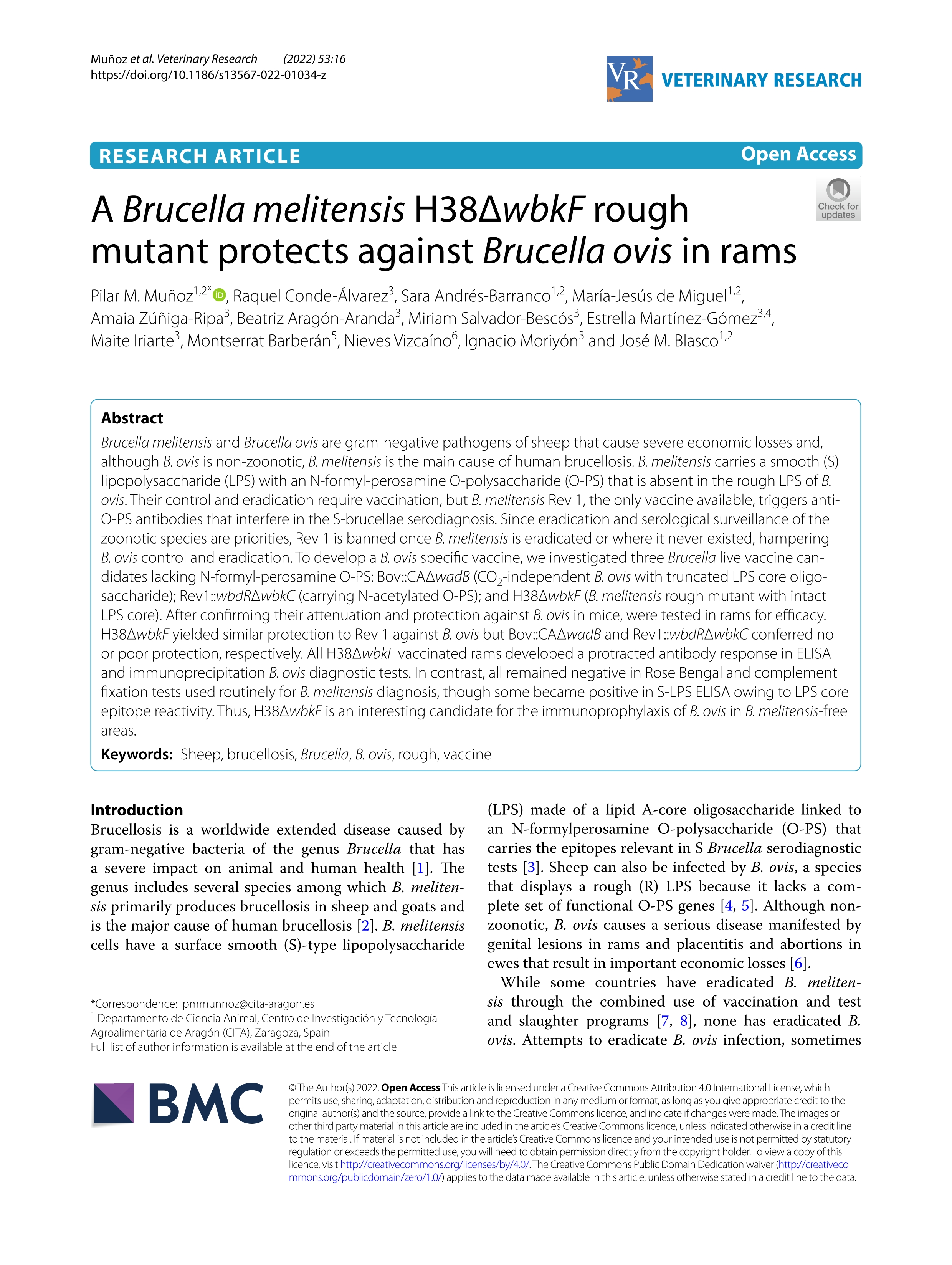 A Brucella melitensis H38¿wbkF rough mutant protects against Brucella ovis in rams