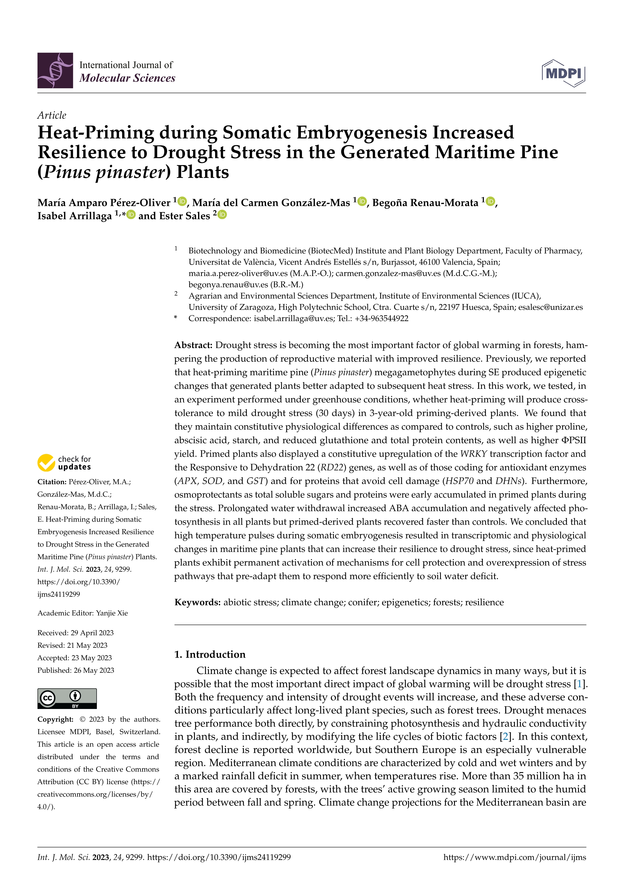 Heat-priming during somatic embryogenesis increased resilience to drought stress in the generated maritime pine (Pinus pinaster) plants