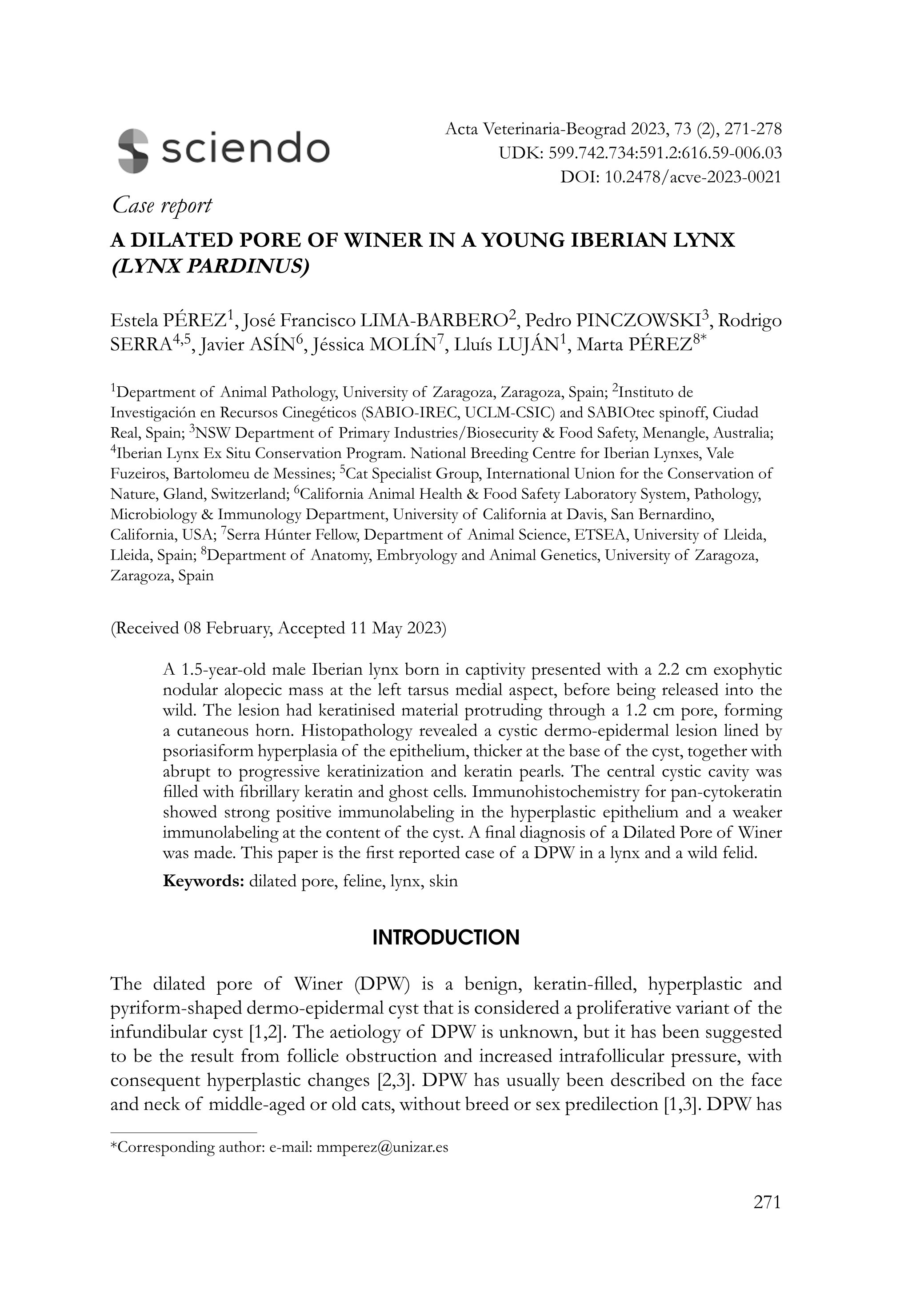 A dilated pore of winer in a young Iberian lynx (Lynx Pardinus)