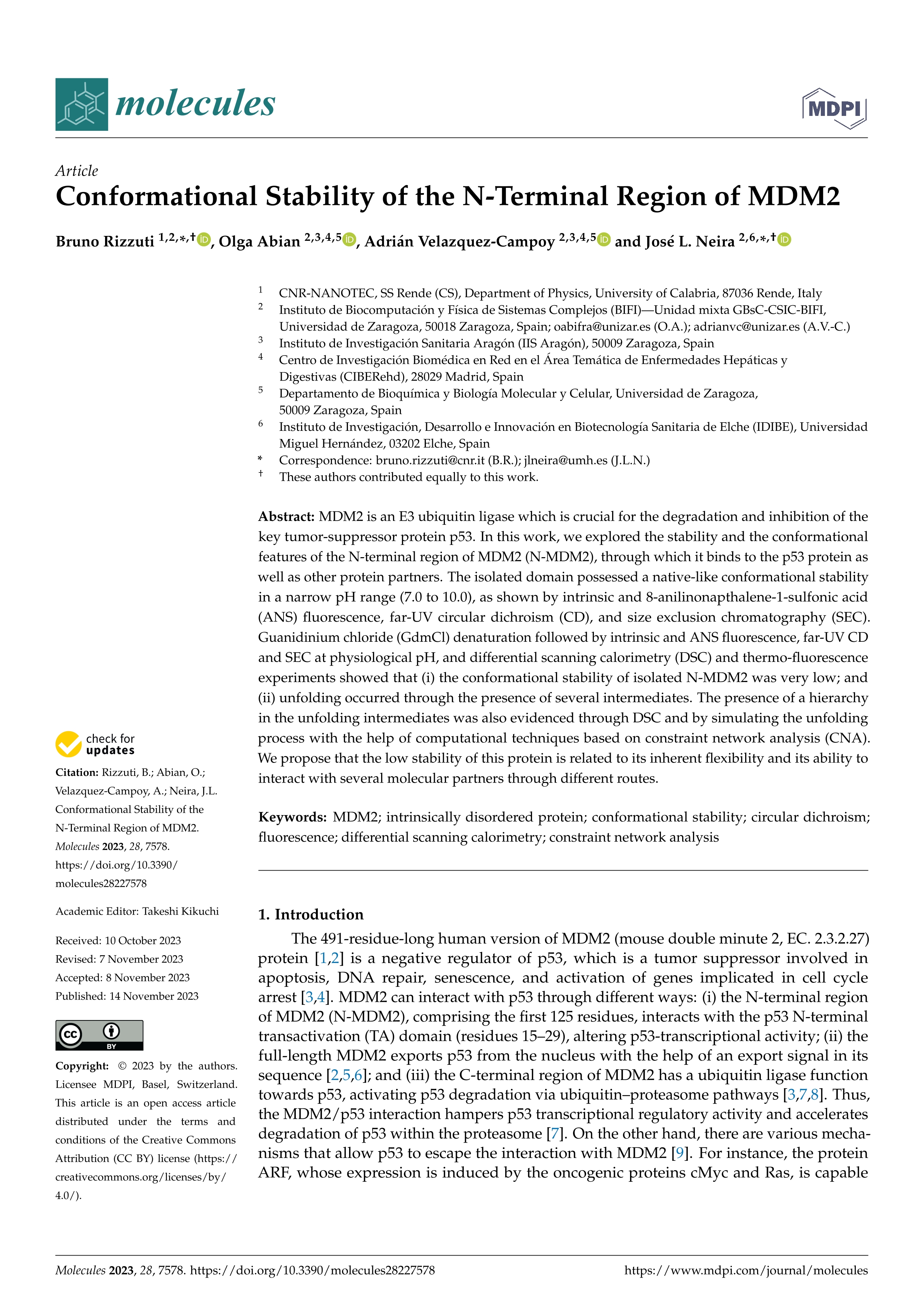 Conformational Stability of the N-Terminal Region of MDM2