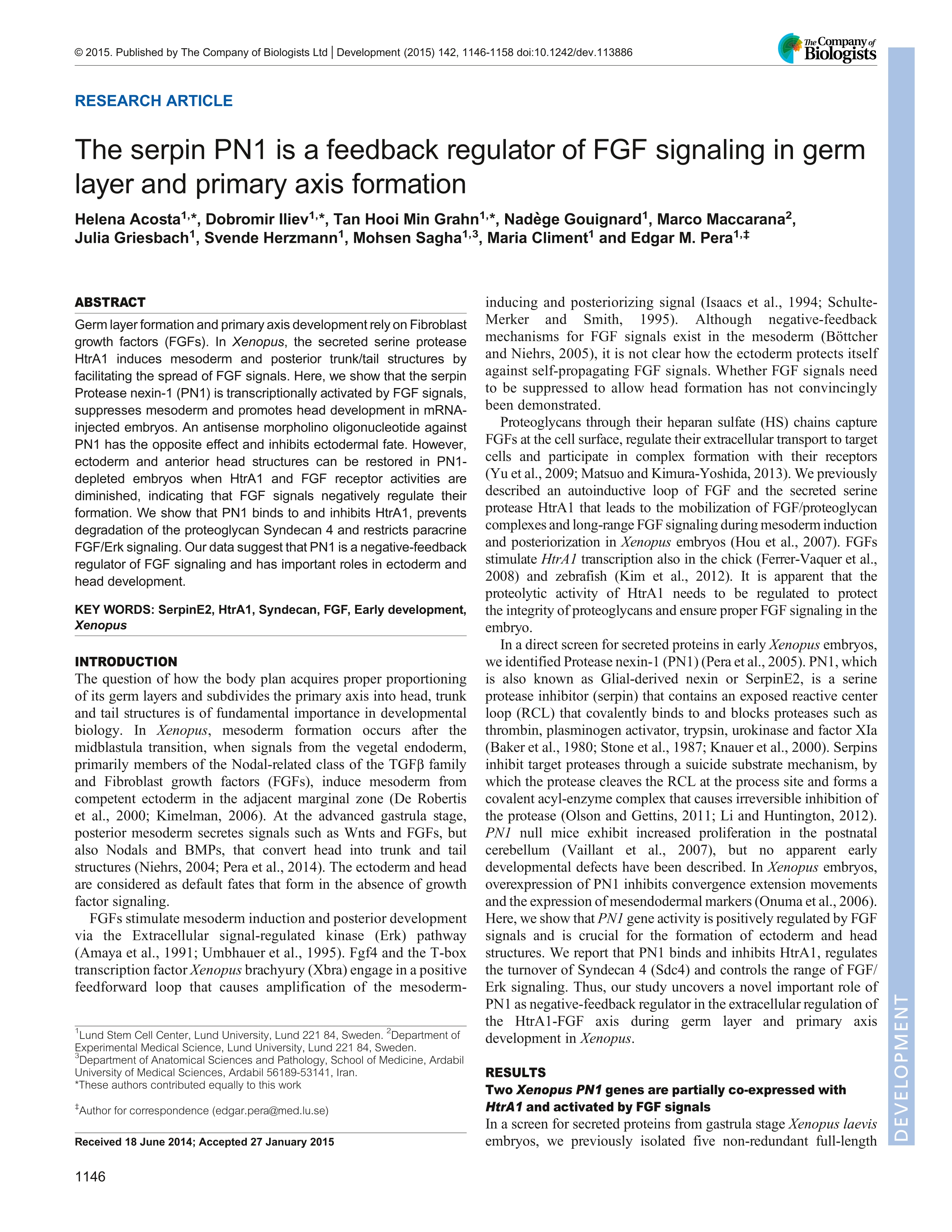 The serpin PN1 is a feedback regulator of FGF signaling in germ layer and primary axis formation