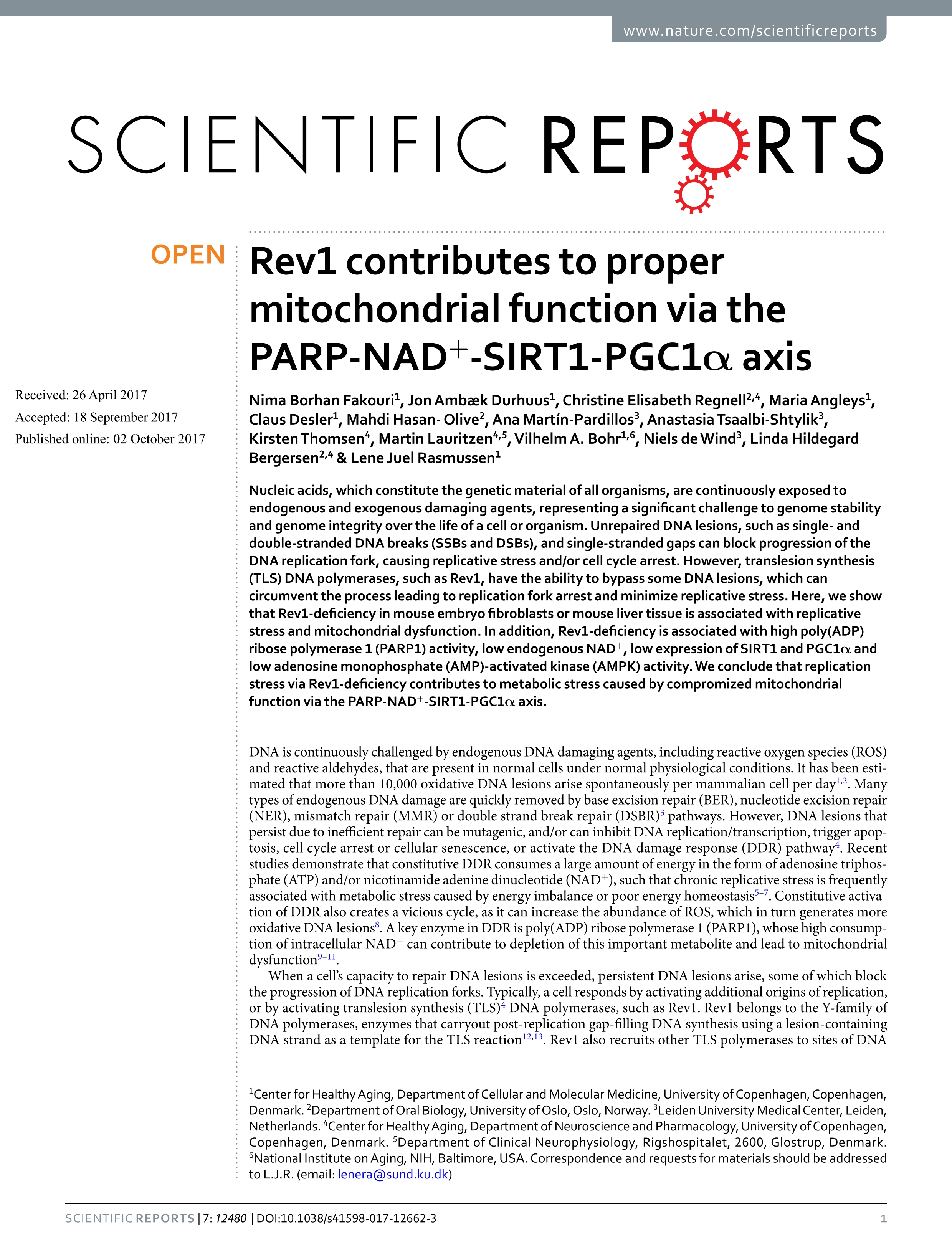 Rev1 contributes to proper mitochondrial function via the PARP-NAD+-SIRT1-PGC1a axis
