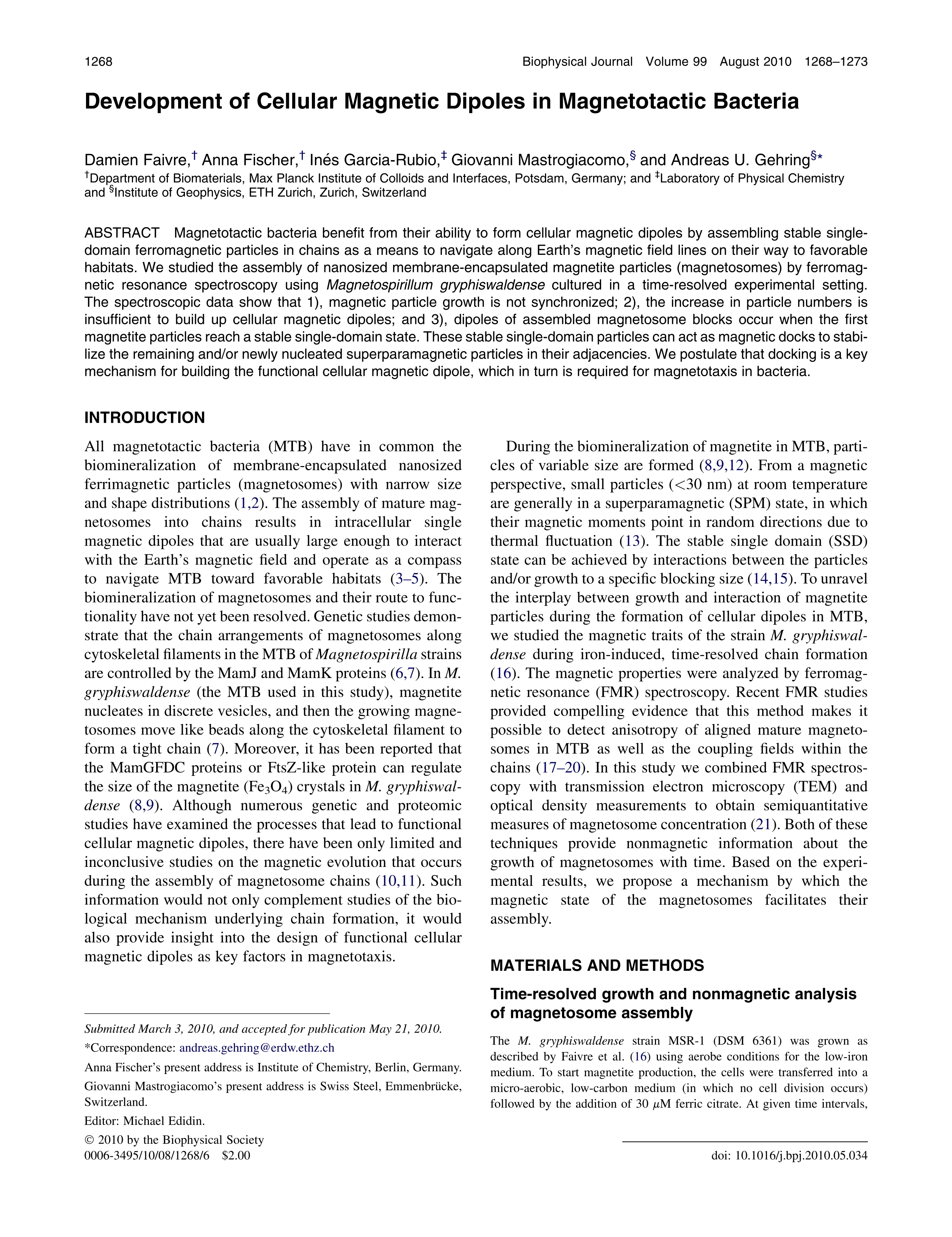 Development of cellular magnetic dipoles in magnetotactic bacteria