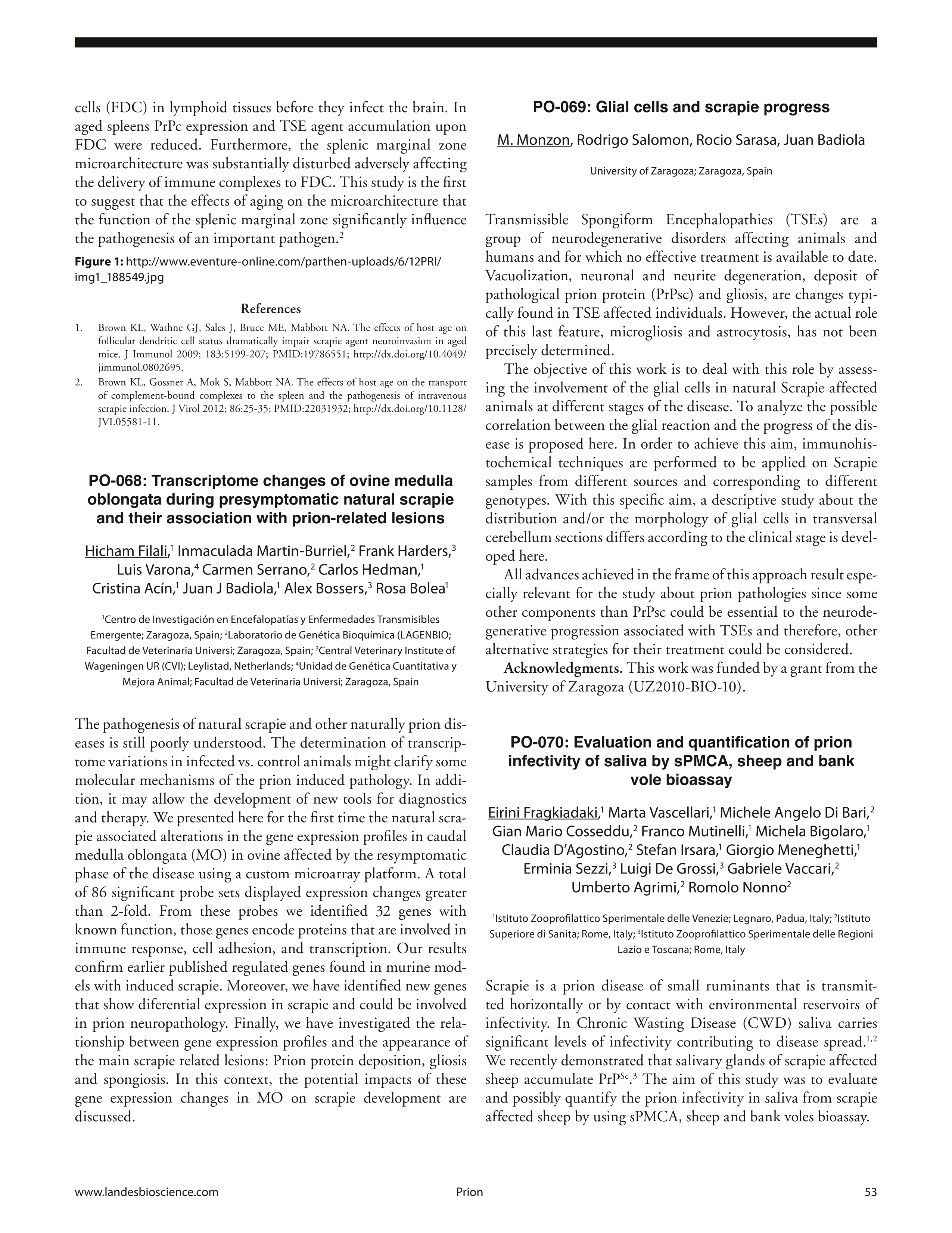 Transcriptome changes of ovine medulla oblongata during presymptomatic natural scrapie and their association with prion-related lesions