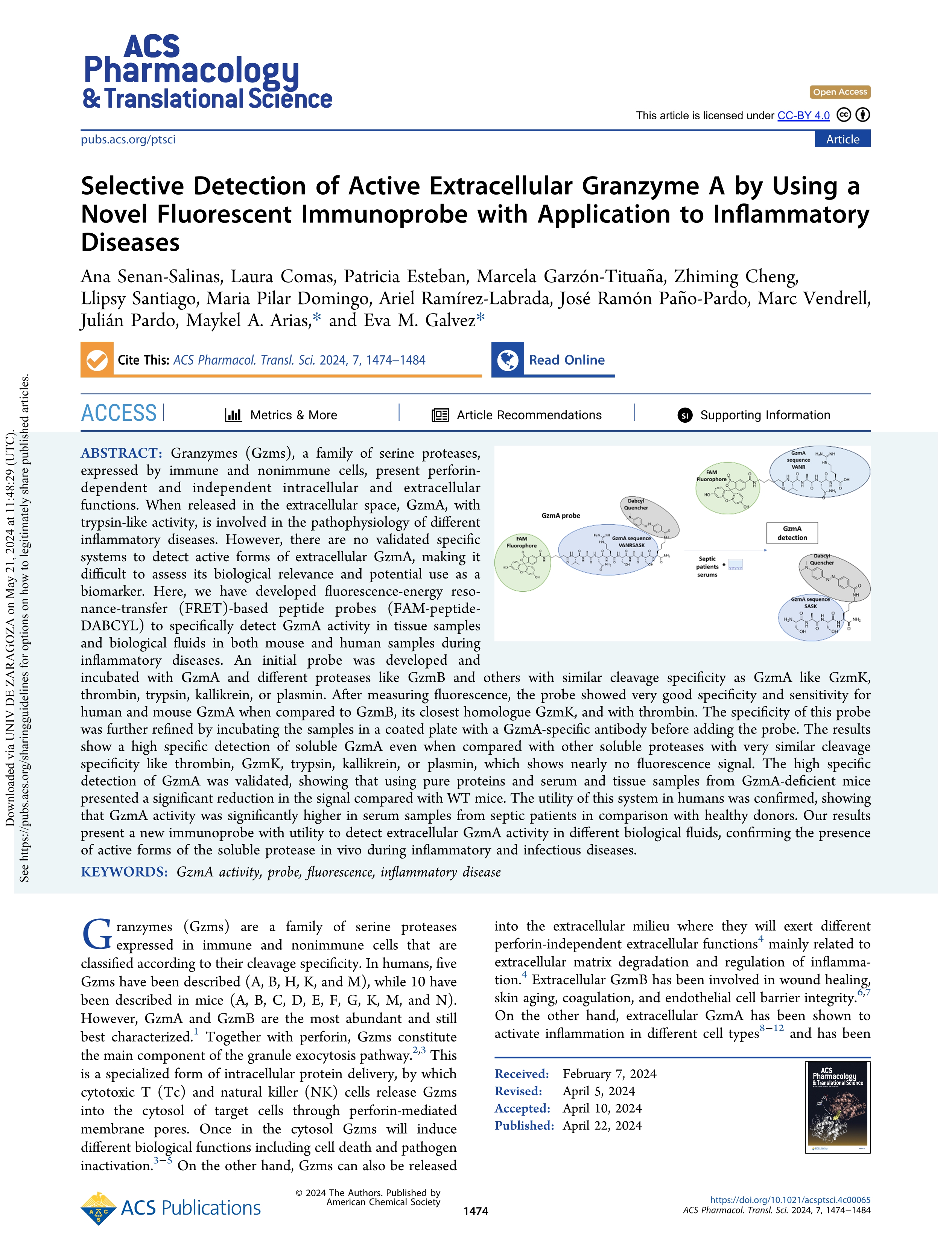 Selective Detection of Active Extracellular Granzyme A by Using a Novel Fluorescent Immunoprobe with Application to Inflammatory Diseases