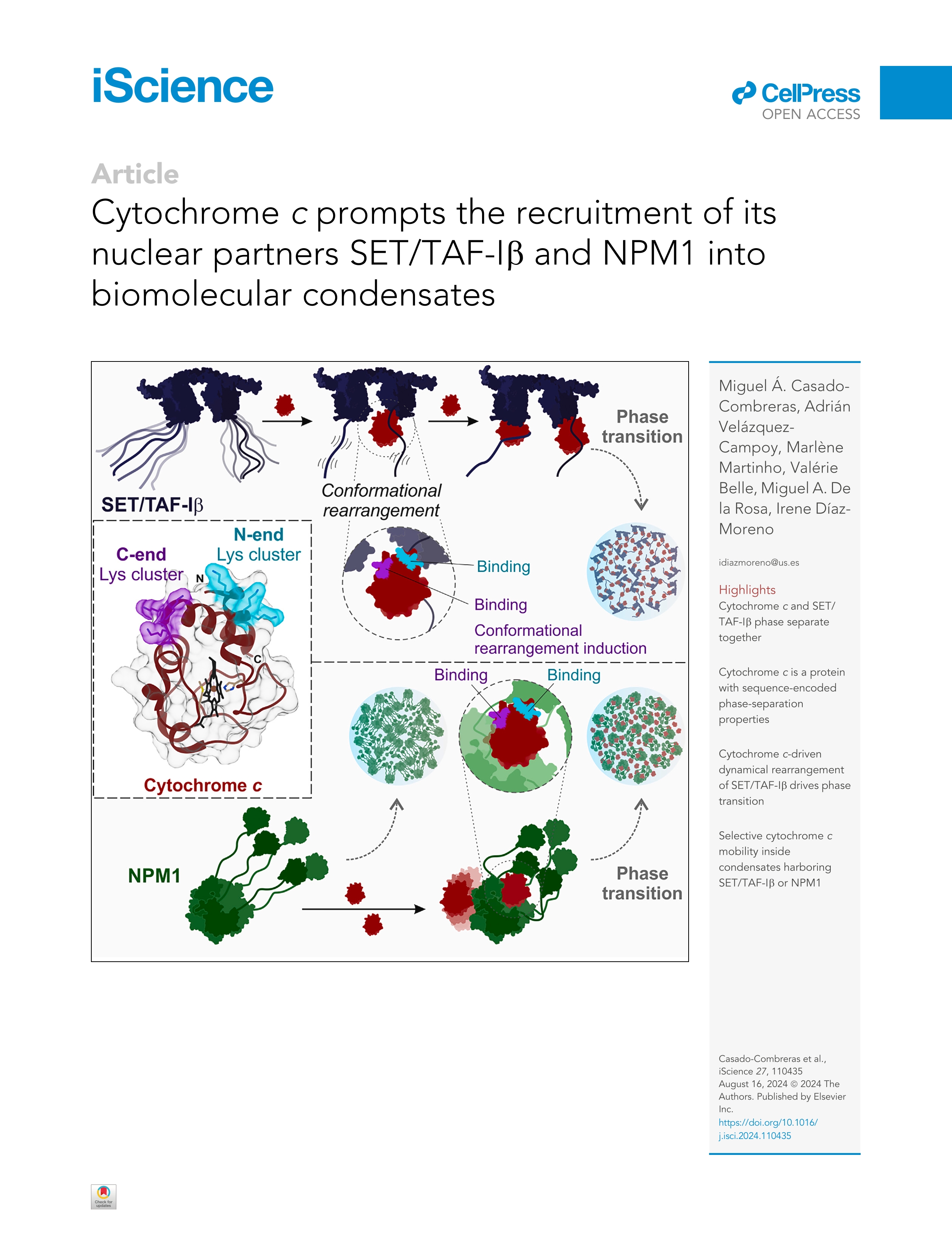 Cytochrome c prompts the recruitment of its nuclear partners SET/TAF-Iß and NPM1 into biomolecular condensates