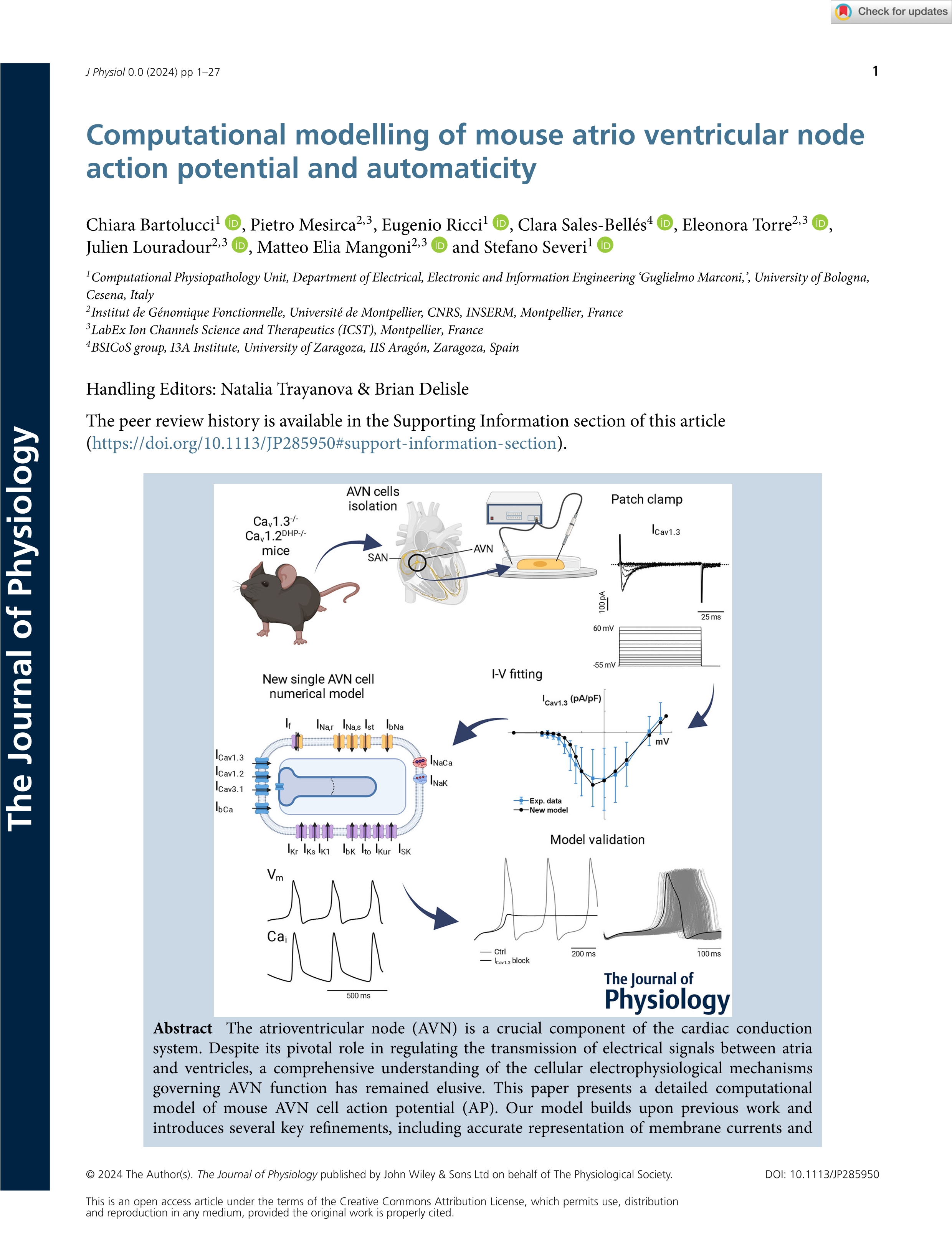 Computational modelling of mouse atrio ventricular node action potential and automaticity