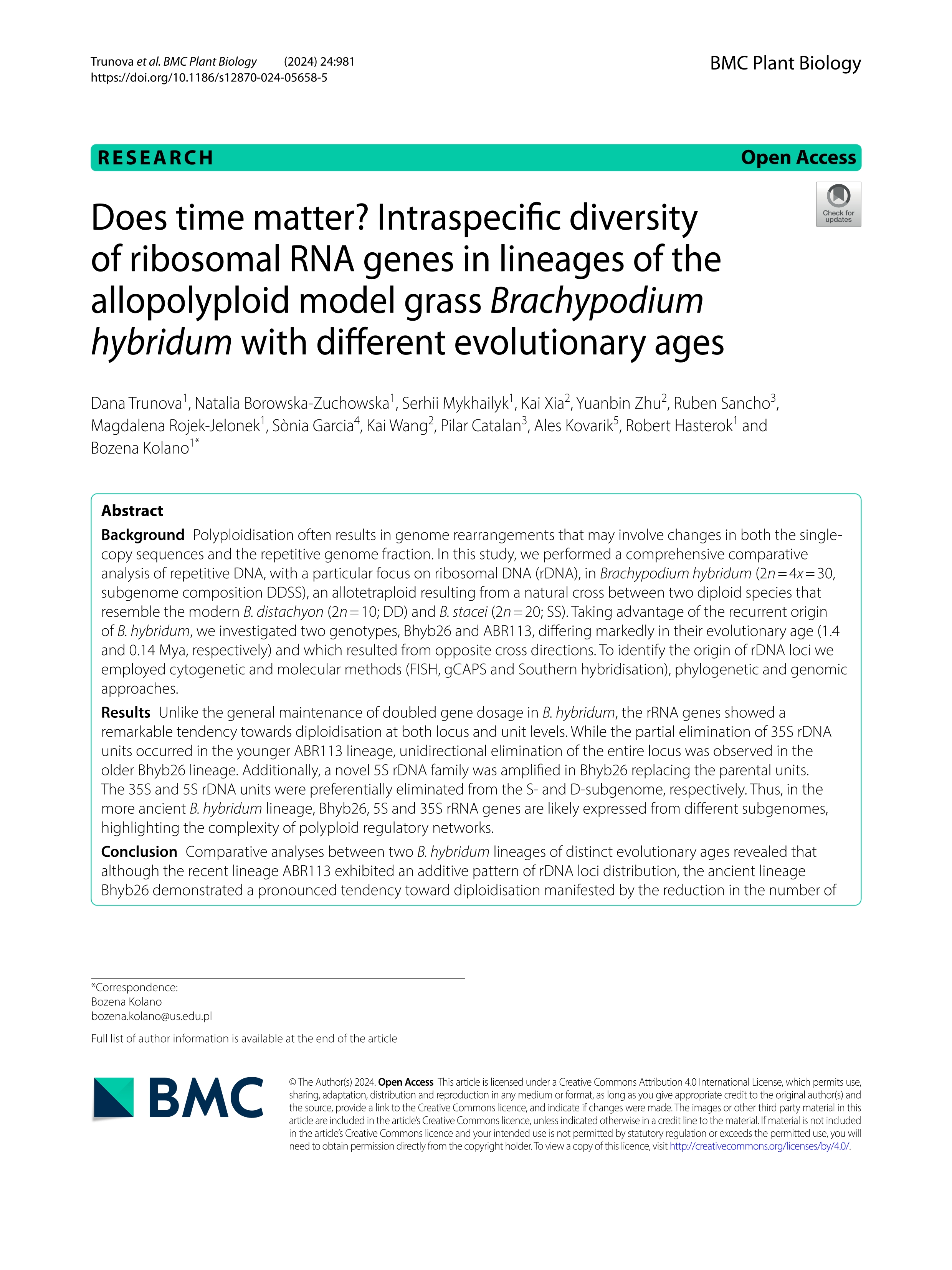 Does time matter? Intraspecific diversity of ribosomal RNA genes in lineages of the allopolyploid model grass Brachypodium hybridum with different evolutionary ages