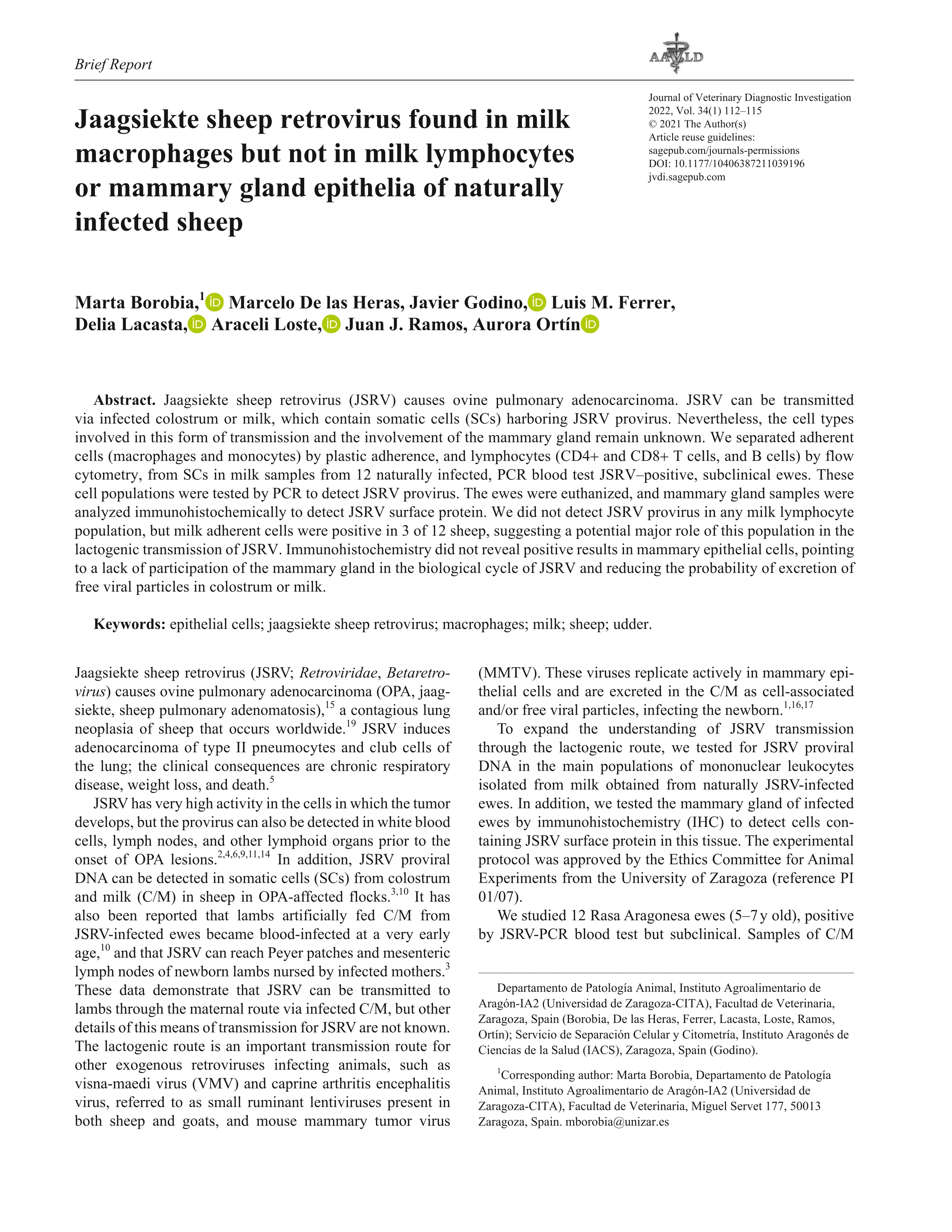 Jaagsiekte sheep retrovirus found in milk macrophages but not in milk lymphocytes or mammary gland epithelia of naturally infected sheep