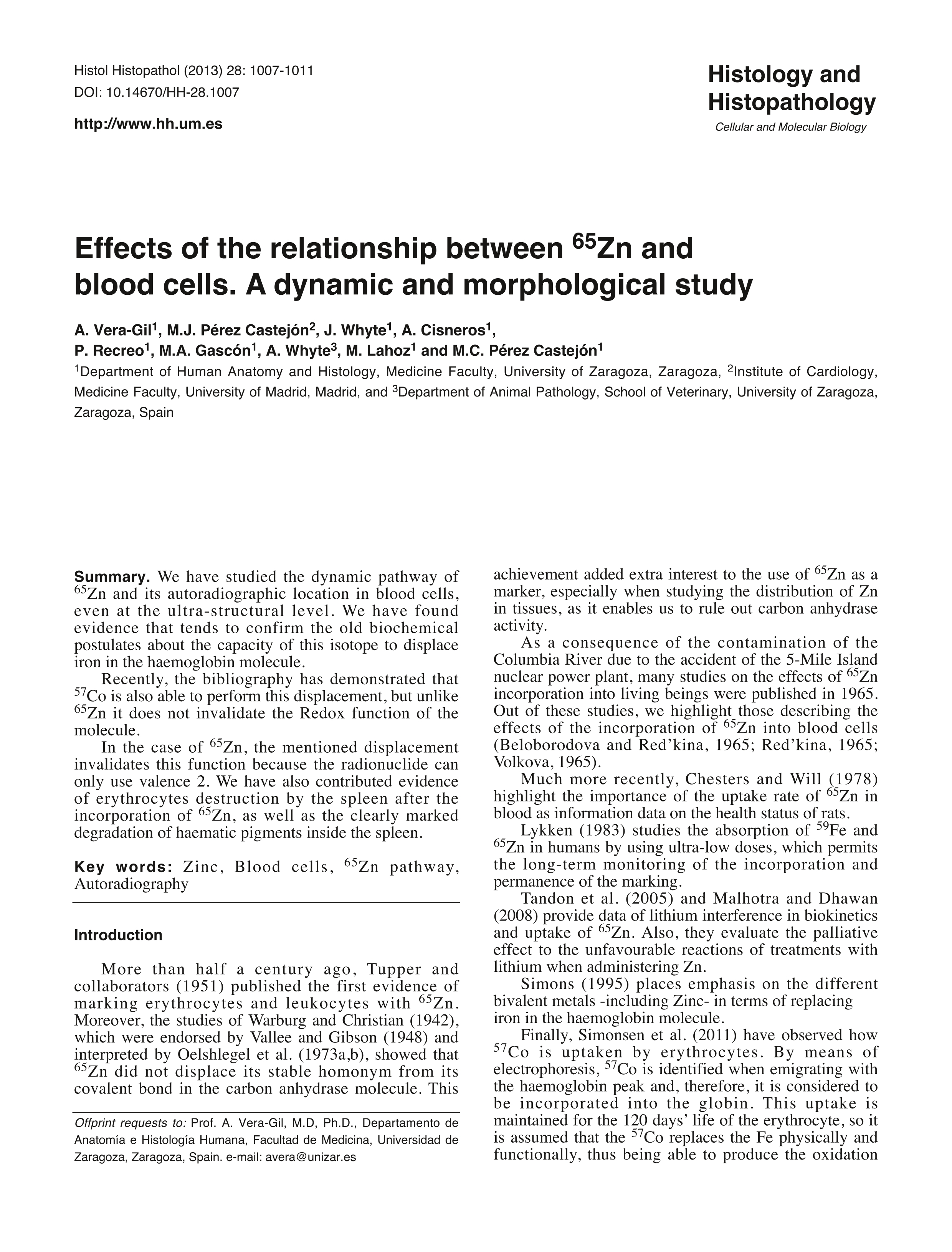 Effects of the relationship between 65Zn and blood cells. A dynamic and morphological study