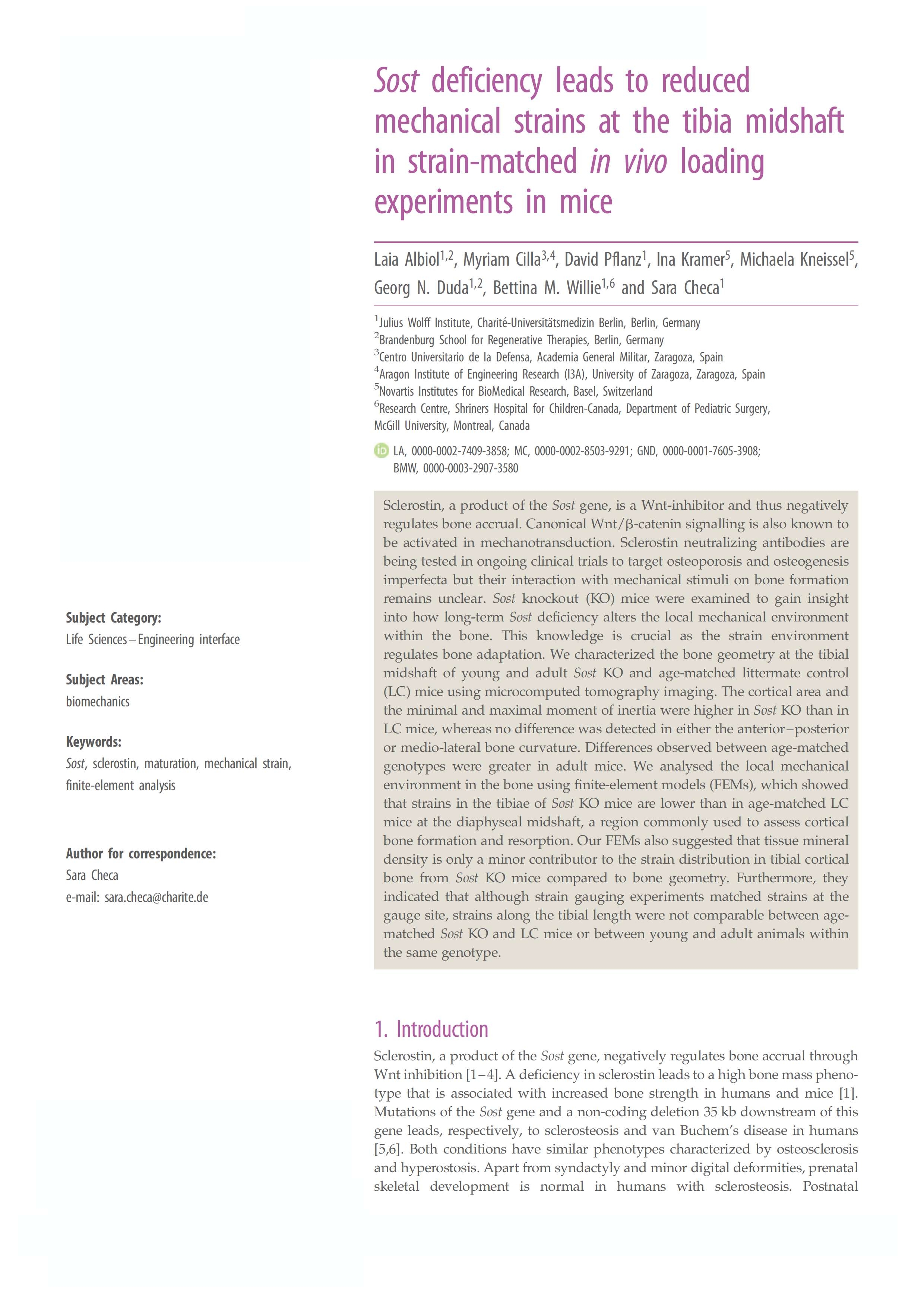 Sost deficiency leads to reduced mechanical strains at the tibia midshaft in strain-matched in vivo loading experiments in mice