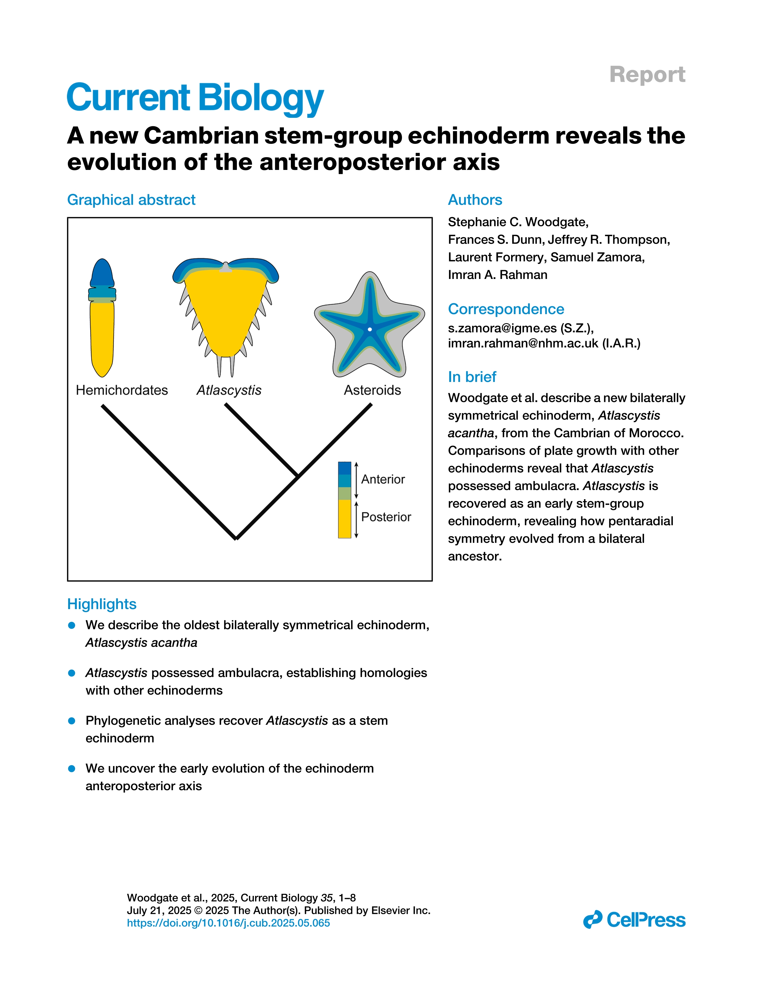 A new Cambrian stem-group echinoderm reveals the evolution of the anteroposterior axis