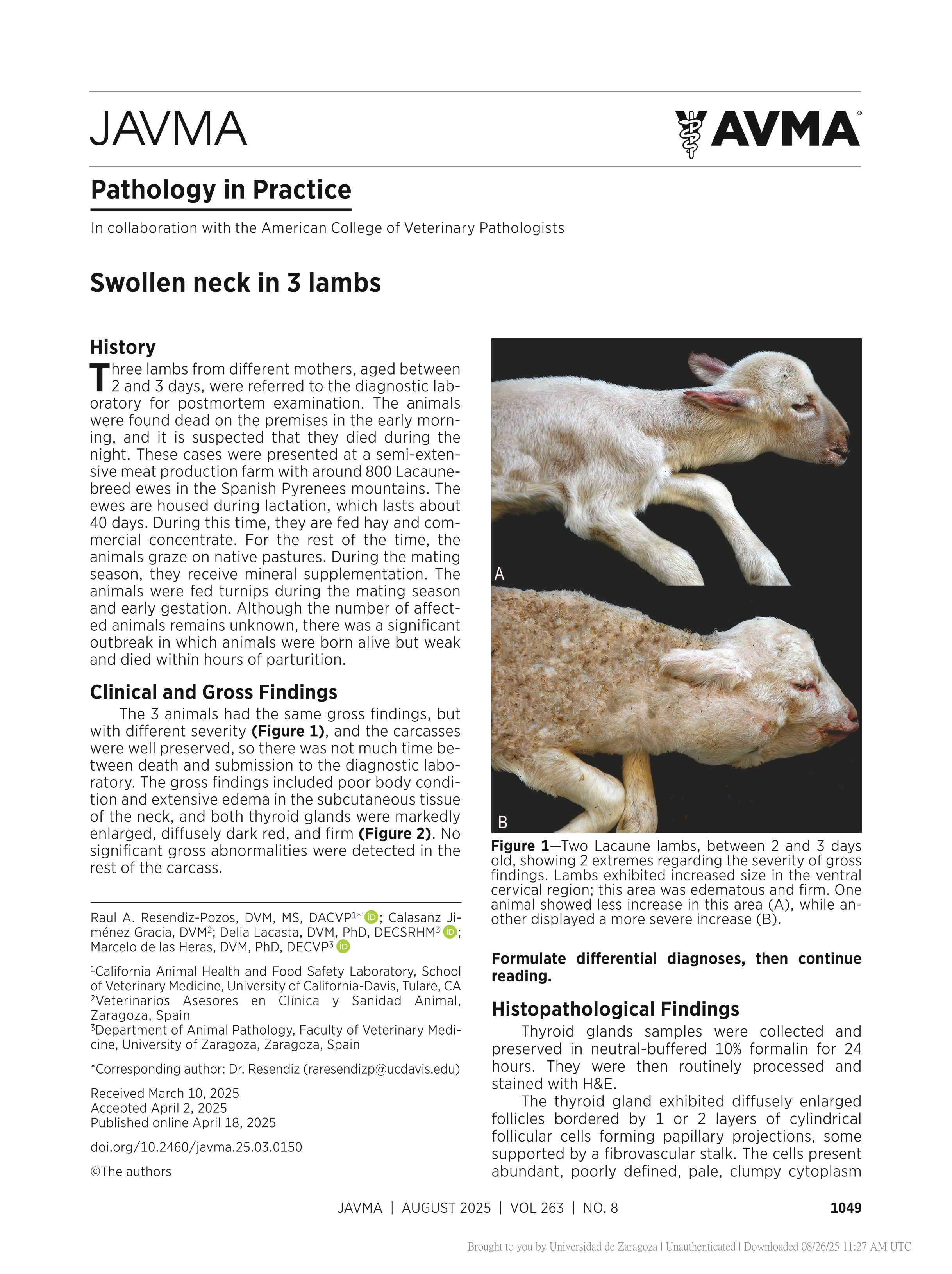 Swollen neck in 3 lambs