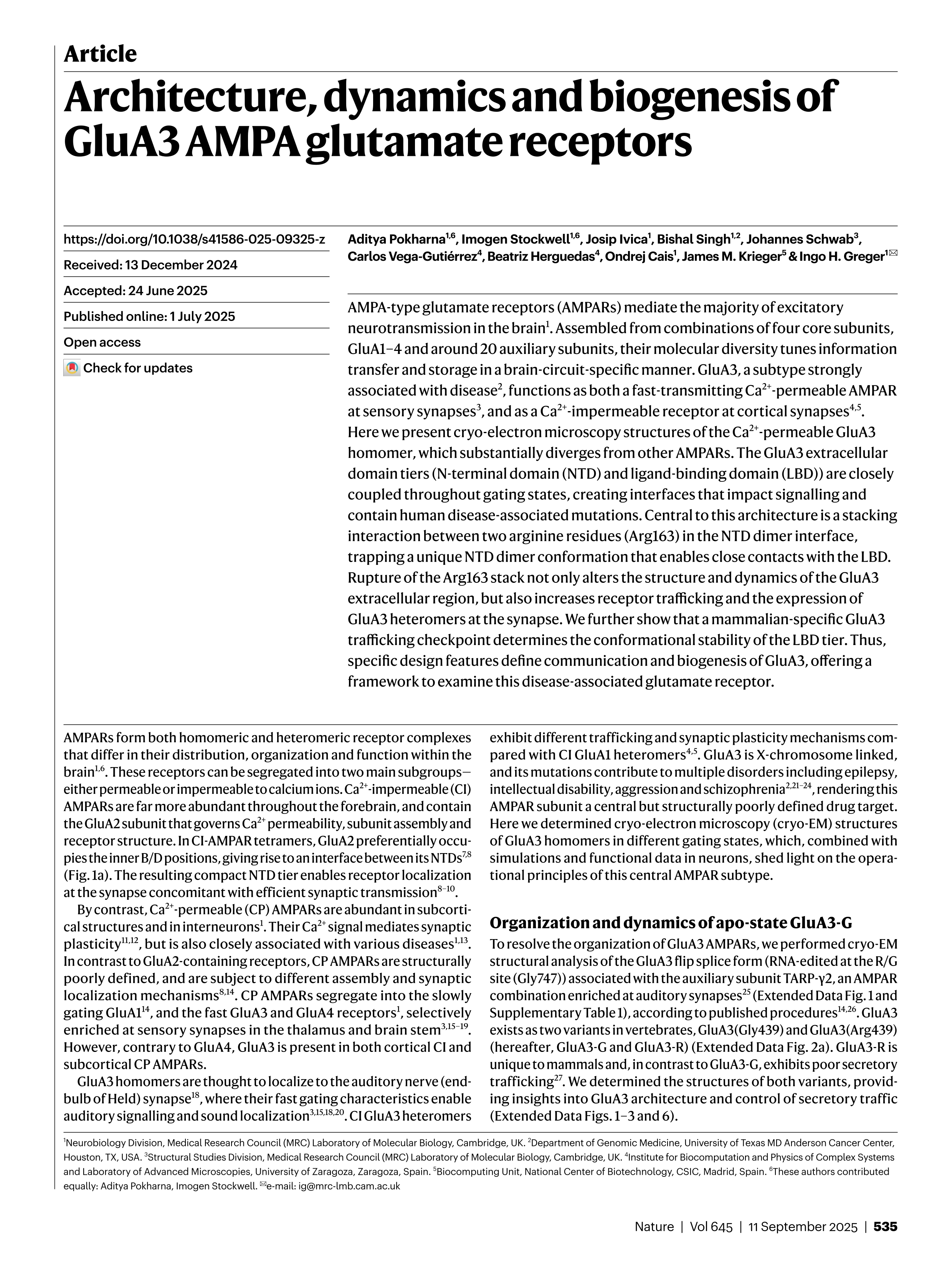 Architecture, dynamics and biogenesis of GluA3 AMPA glutamate receptors