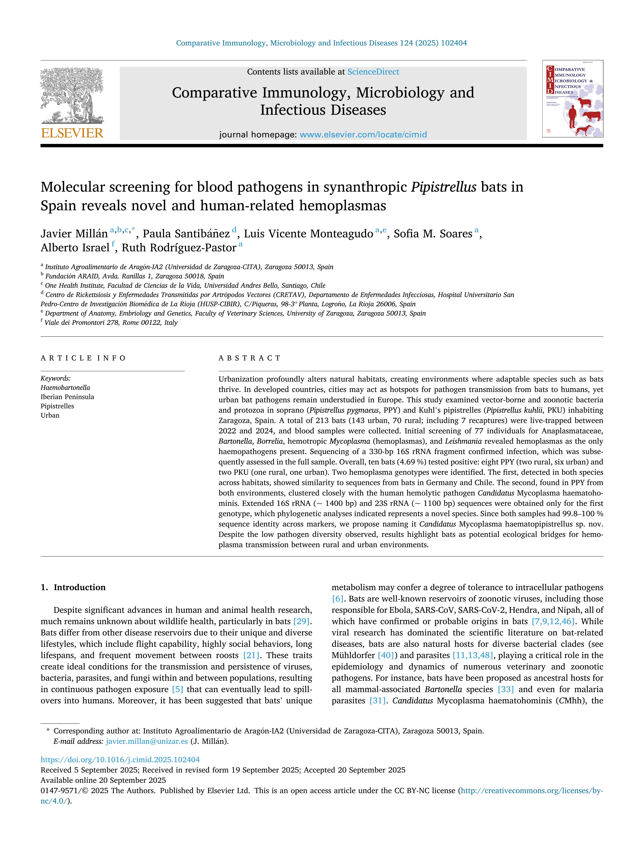 Molecular screening for blood pathogens in synanthropic Pipistrellus bats in Spain reveals novel and human-related hemoplasmas