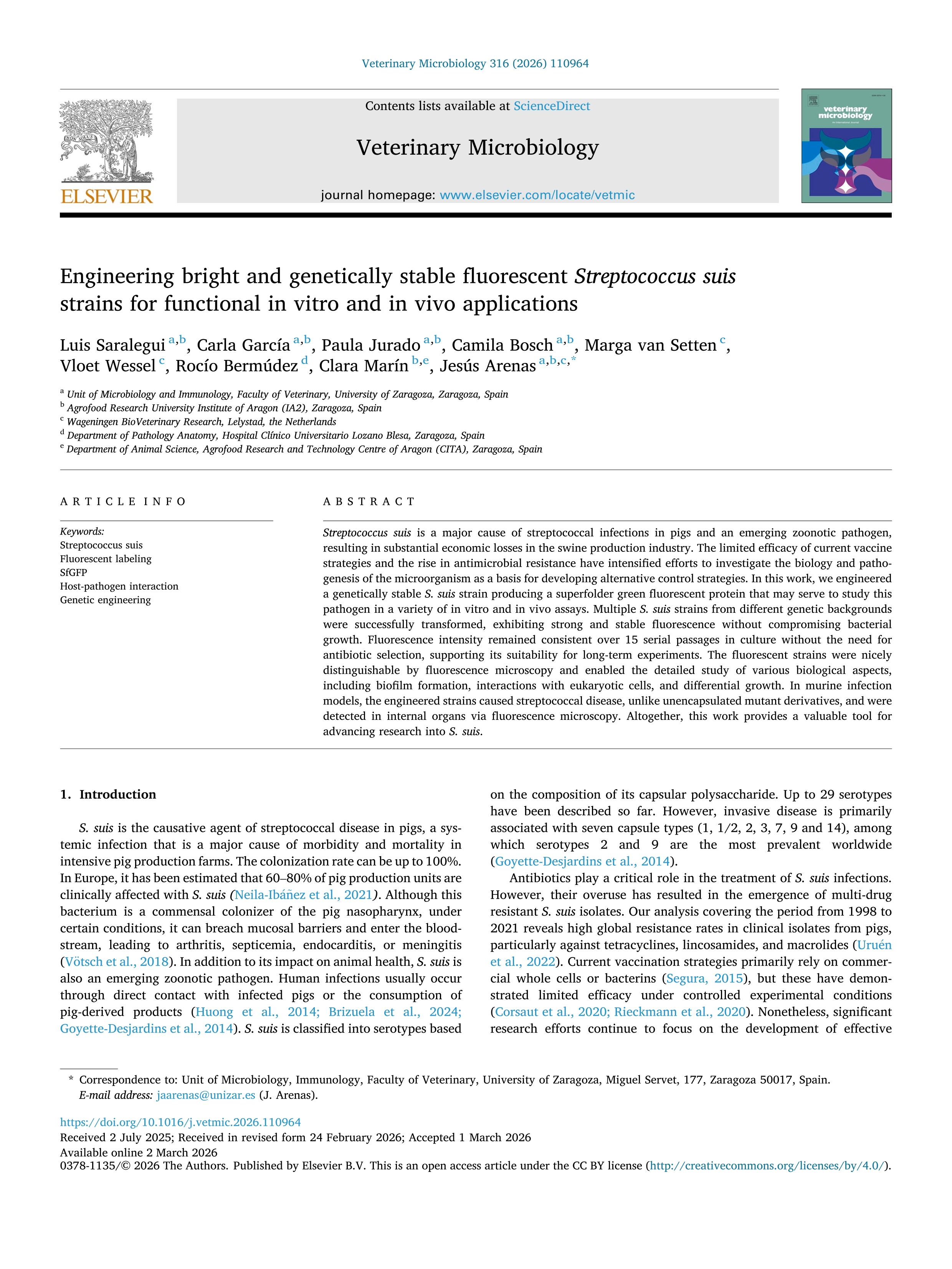 Engineering bright and genetically stable fluorescent Streptococcus suis strains for functional in vitro and in vivo applications
