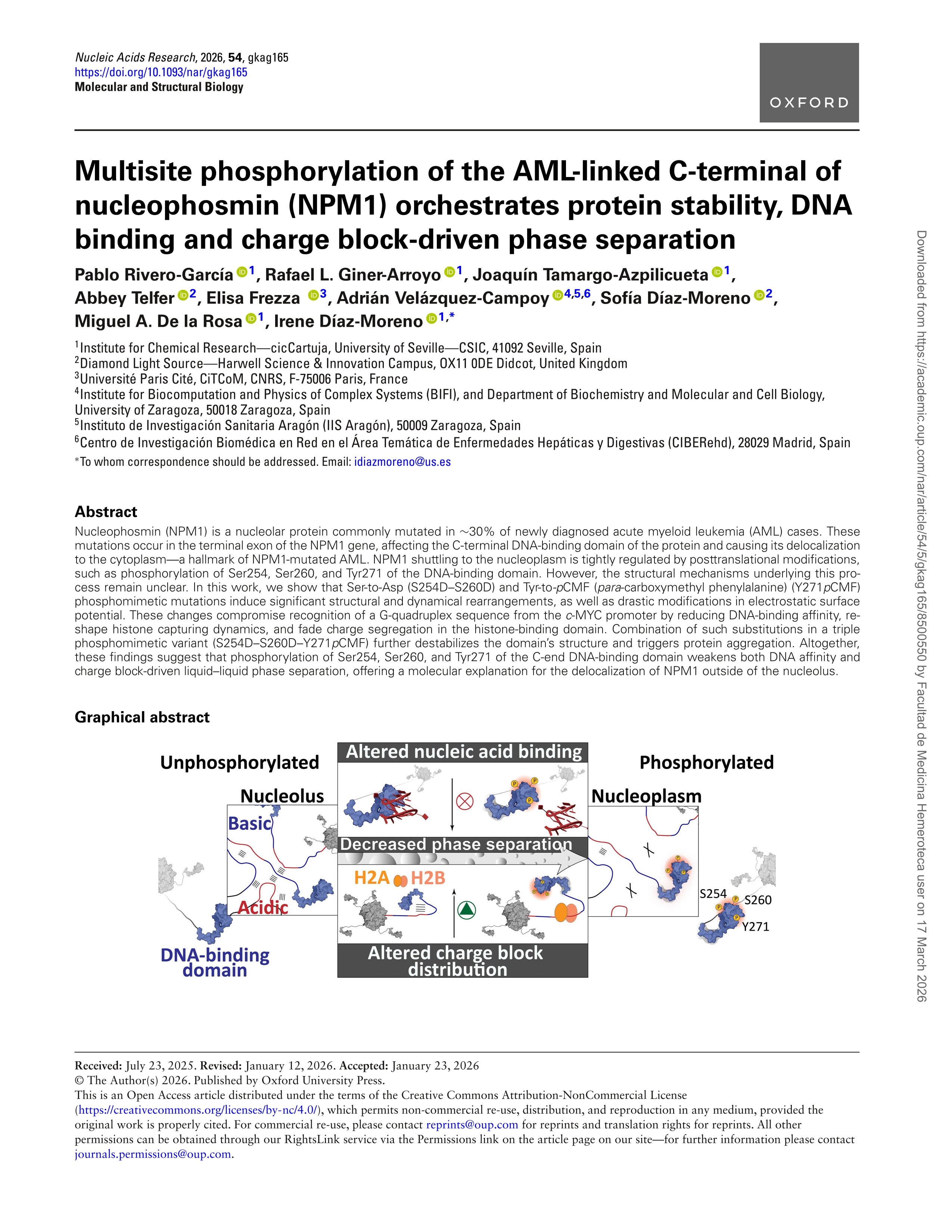 Multisite phosphorylation of the AML-linked C-terminal of nucleophosmin (NPM1) orchestrates protein stability, DNA binding and charge block-driven phase separation