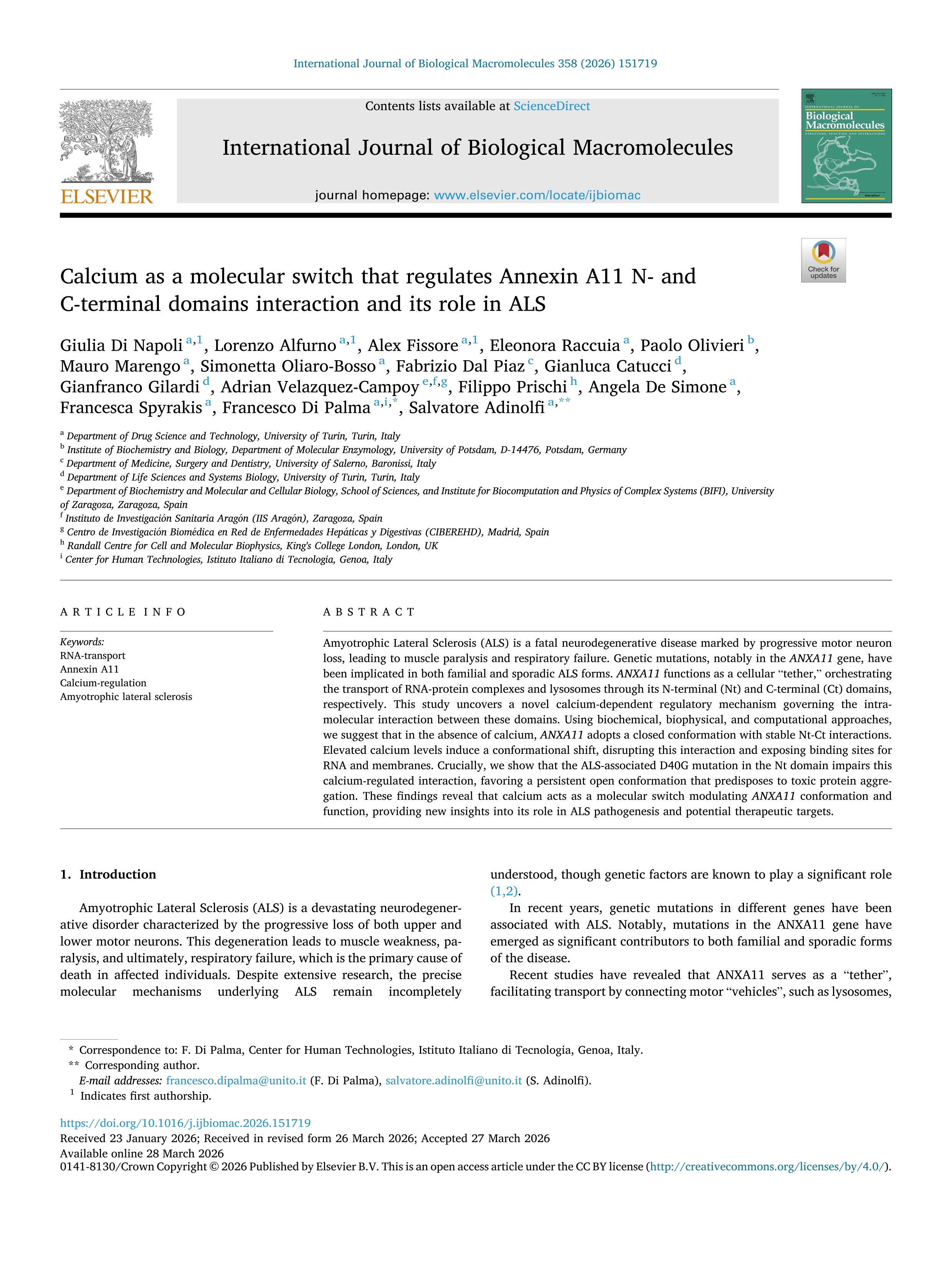 Calcium as a molecular switch that regulates Annexin A11 N- and C-terminal domains interaction and its role in ALS