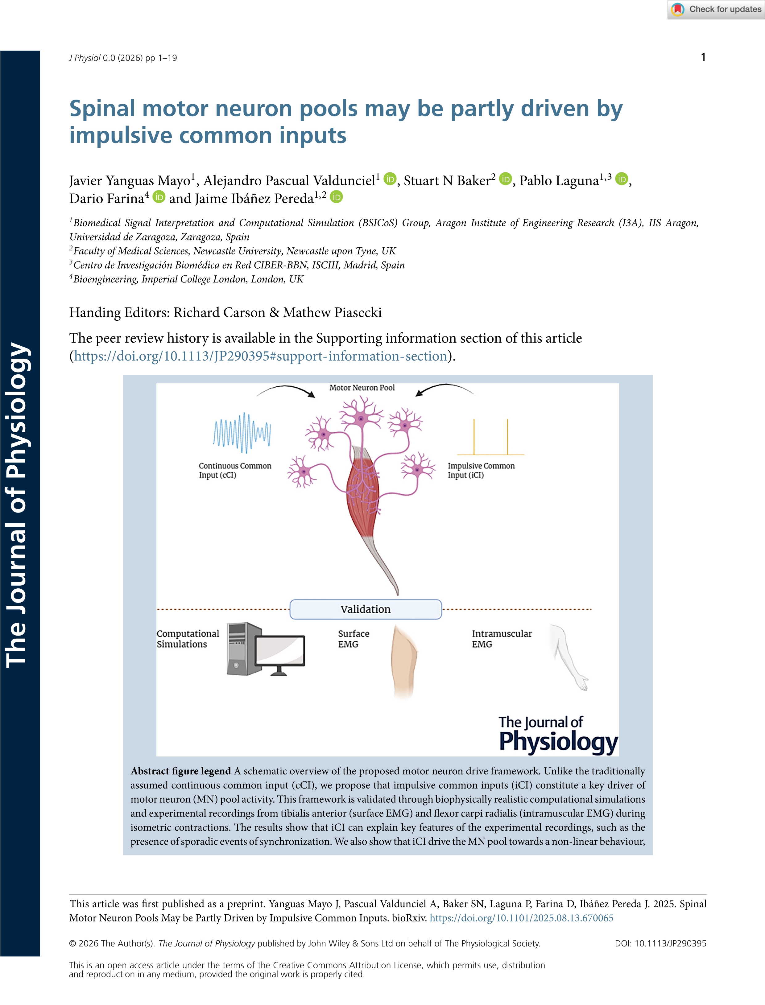 Spinal motor neuron pools may be partly driven by impulsive common inputs
