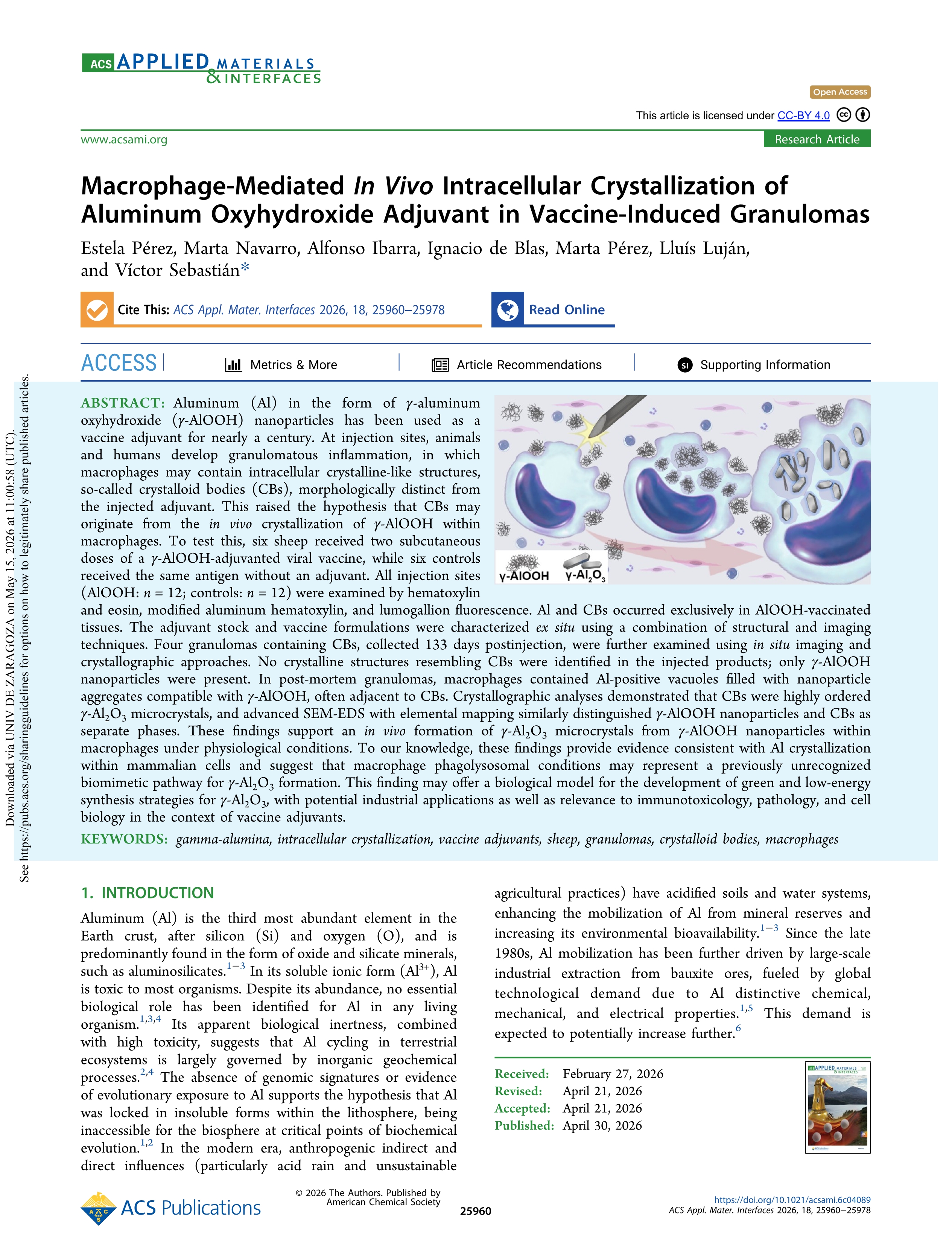 Macrophage-Mediated In Vivo Intracellular Crystallization of Aluminum Oxyhydroxide Adjuvant in Vaccine-Induced Granulomas