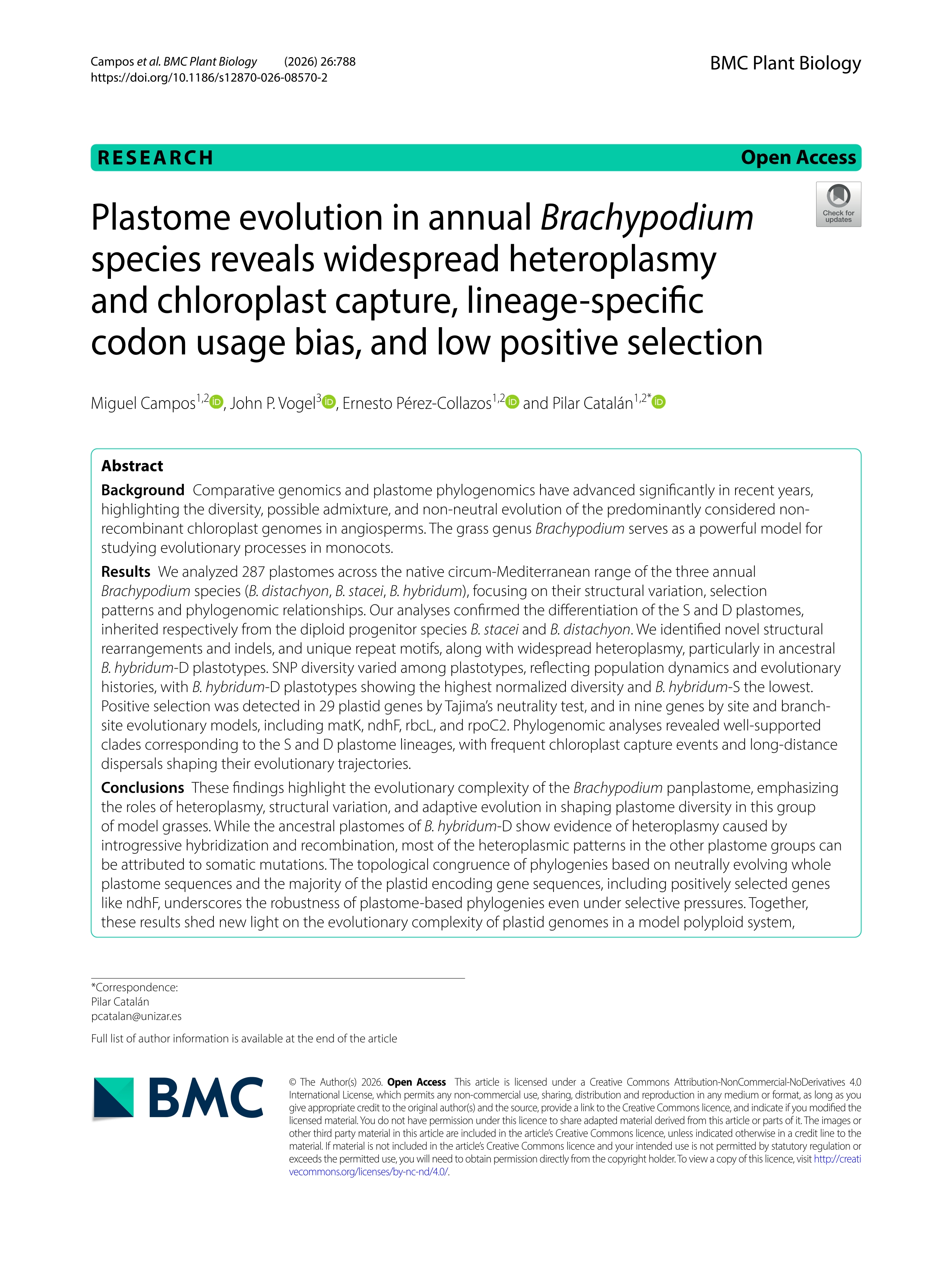 Plastome evolution in annual Brachypodium species reveals widespread heteroplasmy and chloroplast capture, lineage-specific codon usage bias, and low positive selection