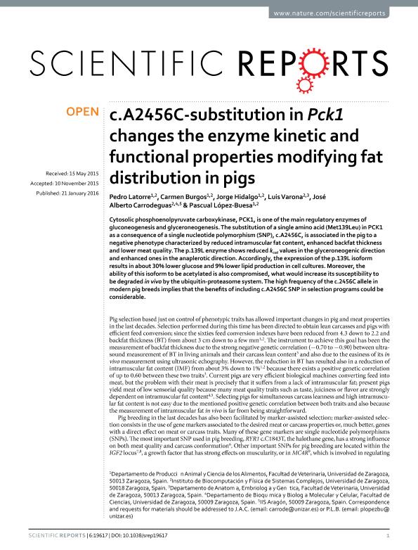 c.A2456C-substitution in Pck1 changes the enzyme kinetic and functional properties modifying fat distribution in pigs
