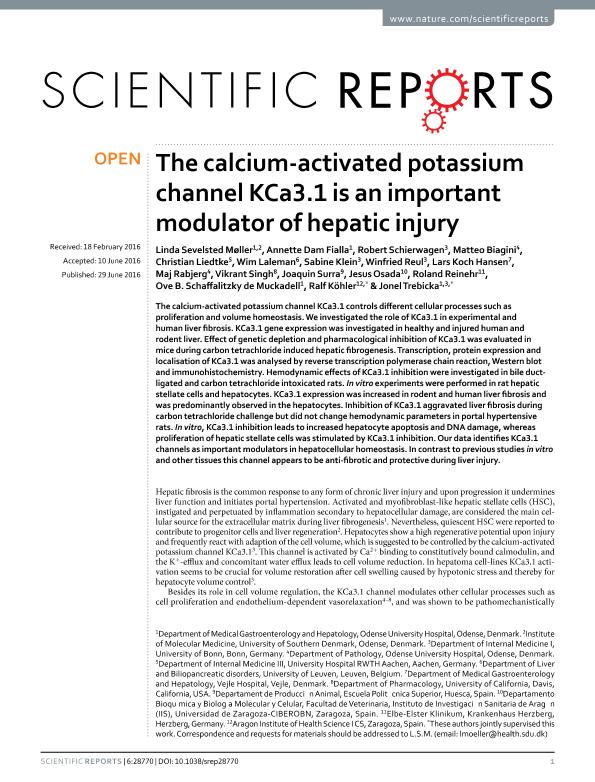 The calcium-Activated potassium channel KCa3.1 is an important modulator of hepatic injury