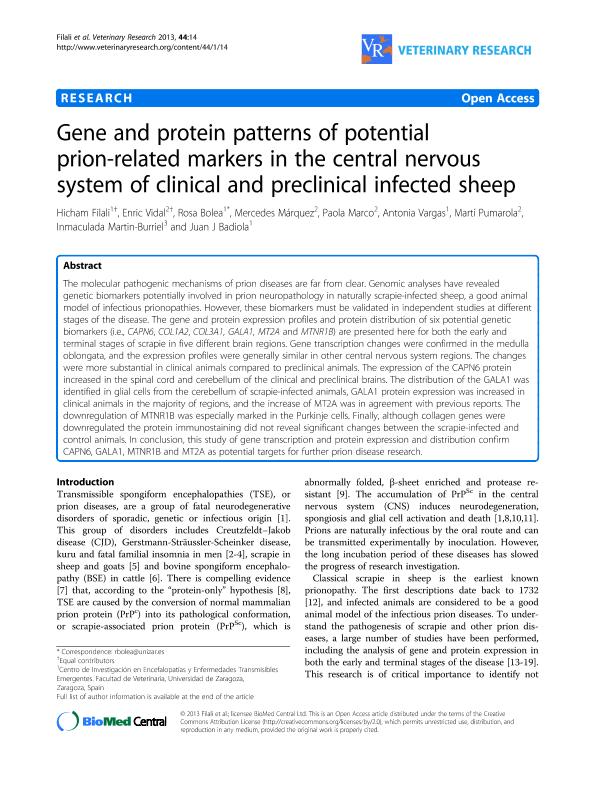 Gene and protein patterns of potential prion-related markers in the central nervous system of clinical and preclinical infected sheep