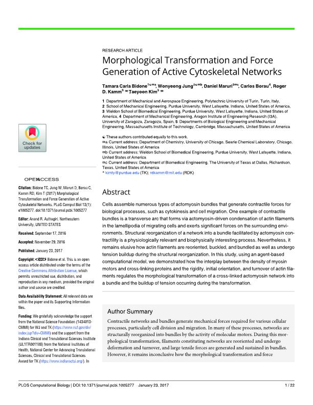 Morphological Transformation and Force Generation of Active Cytoskeletal Networks
