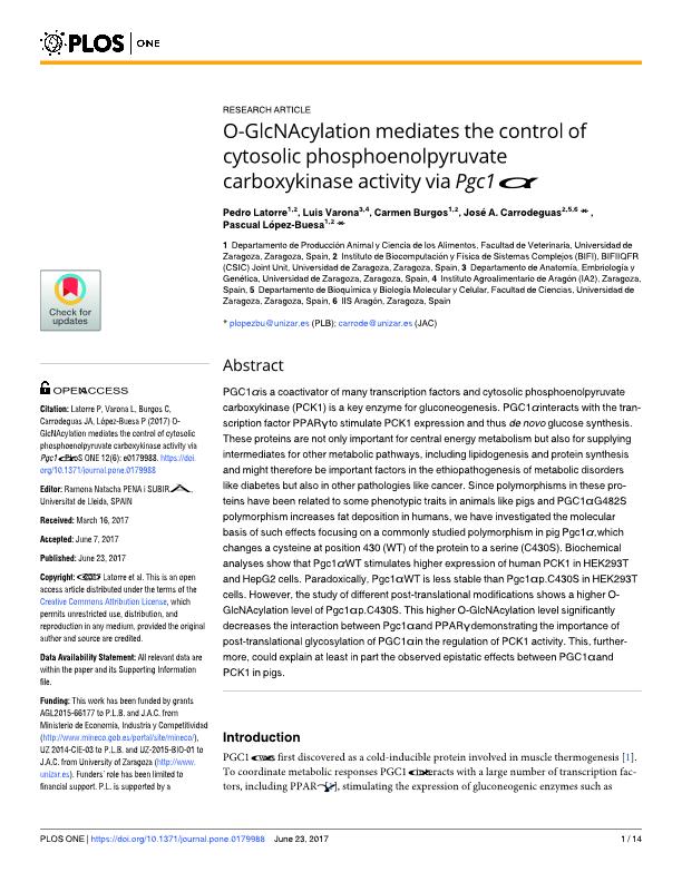 O-GlcNAcylation mediates the control of cytosolic phosphoenolpyruvate carboxykinase activity via Pgc1a