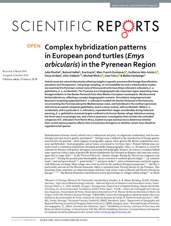 Complex hybridization patterns in European pond turtles (Emys orbicularis) in the Pyrenean Region