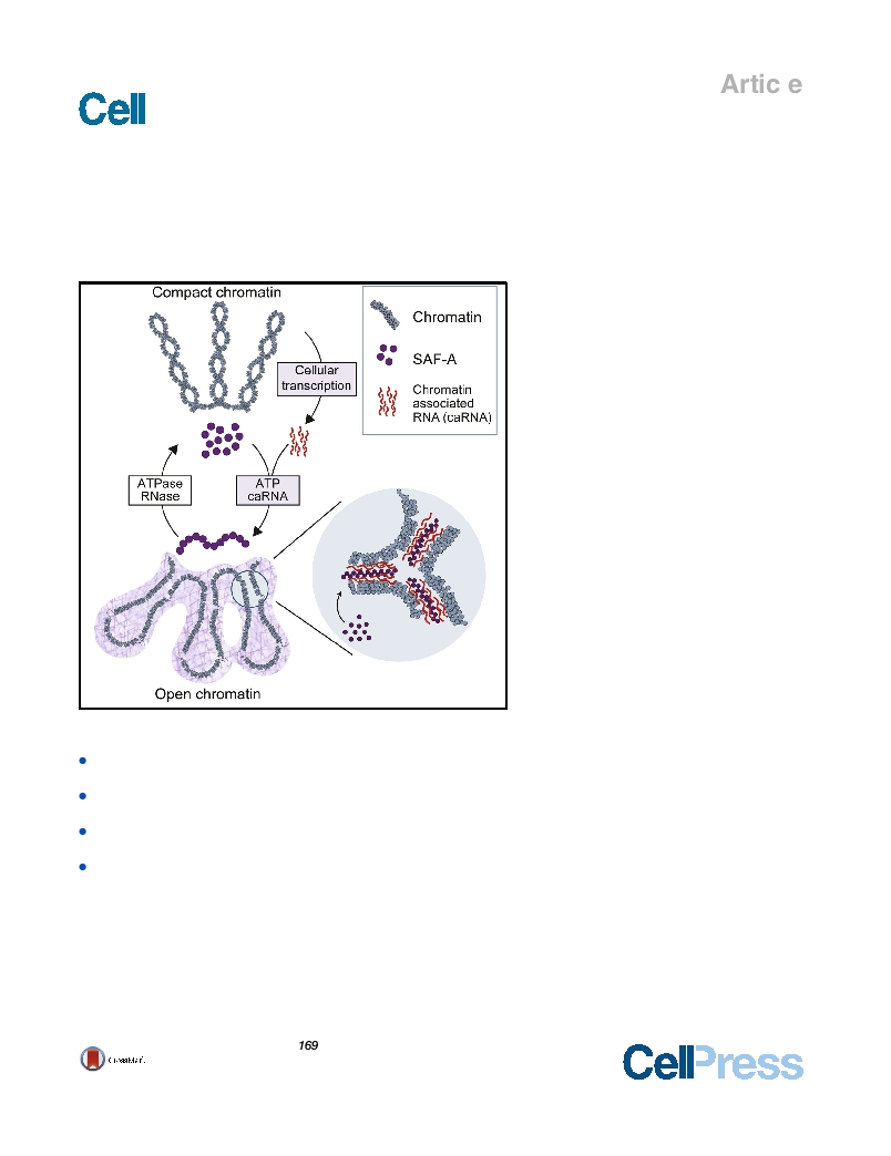 SAF-A Regulates Interphase Chromosome Structure through Oligomerization with Chromatin-Associated RNAs