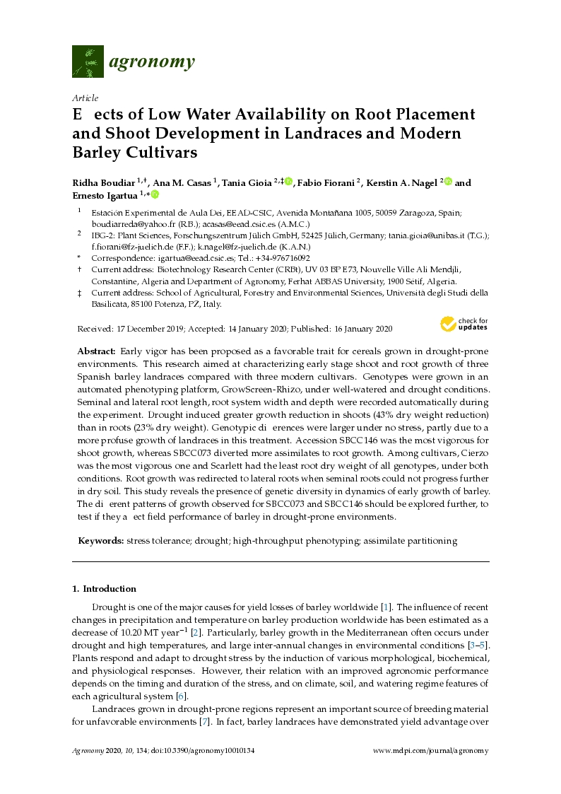 Effects of low water availability on root placement and shoot development in landraces and modern barley cultivars