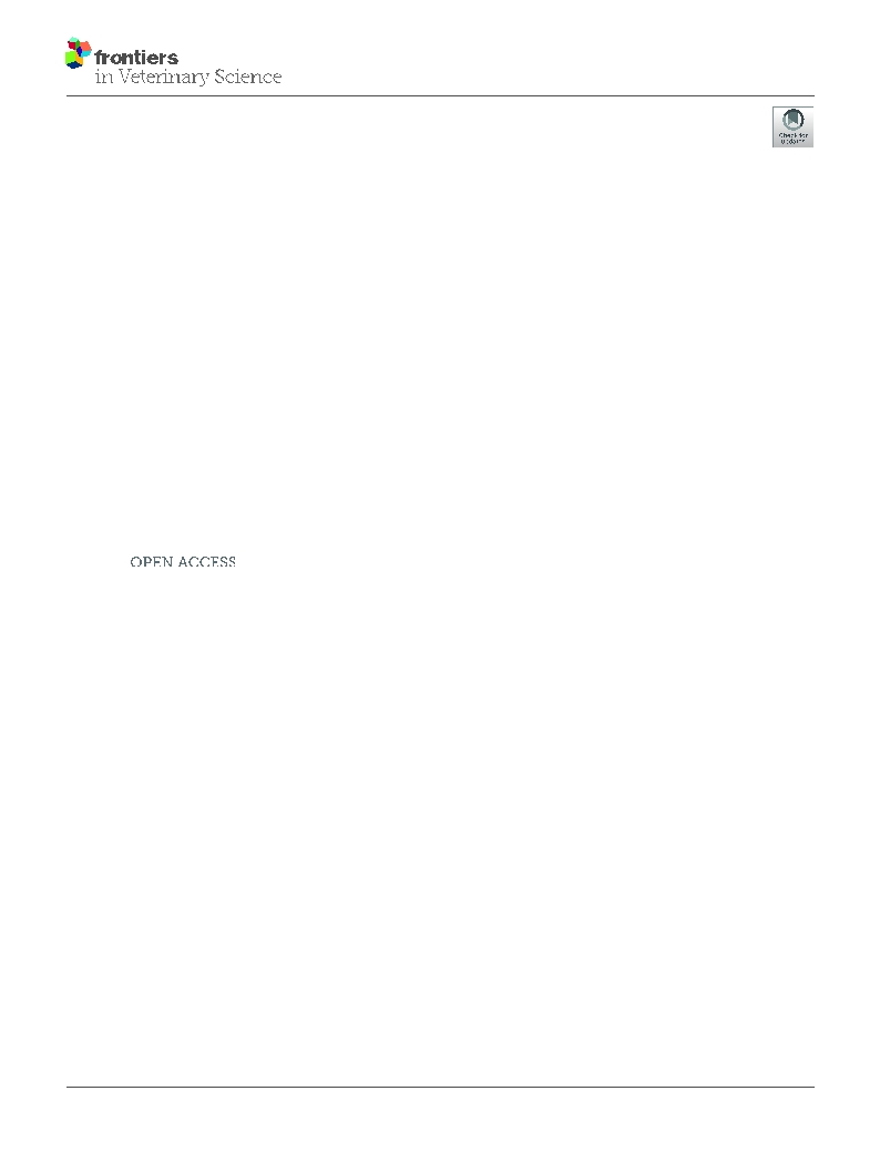 Traumatic Tympanic Bulla Fracture in a Cat With Severe Head Trauma