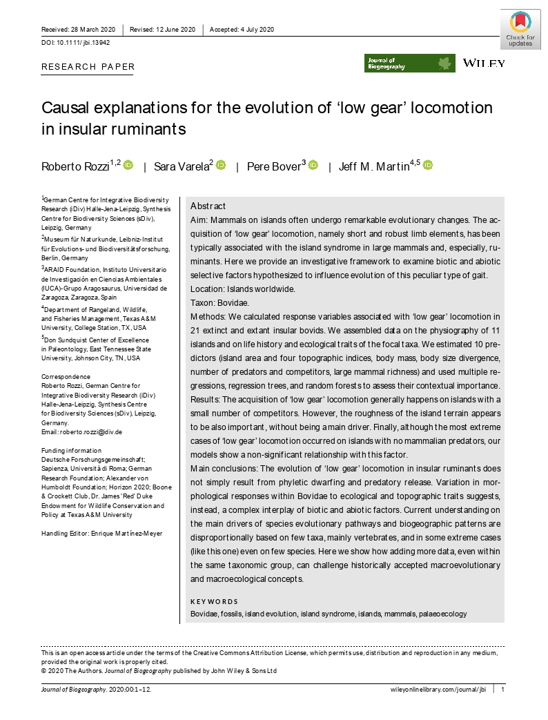 Causal explanations for the evolution of ‘low gear’ locomotion in insular ruminants