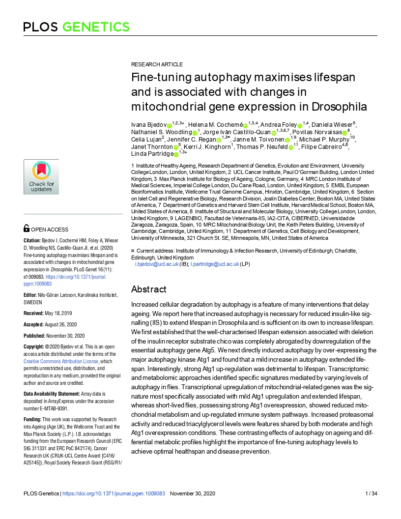 Fine-tuning autophagy maximises lifespan and is associated with changes in mitochondrial gene expression in Drosophila