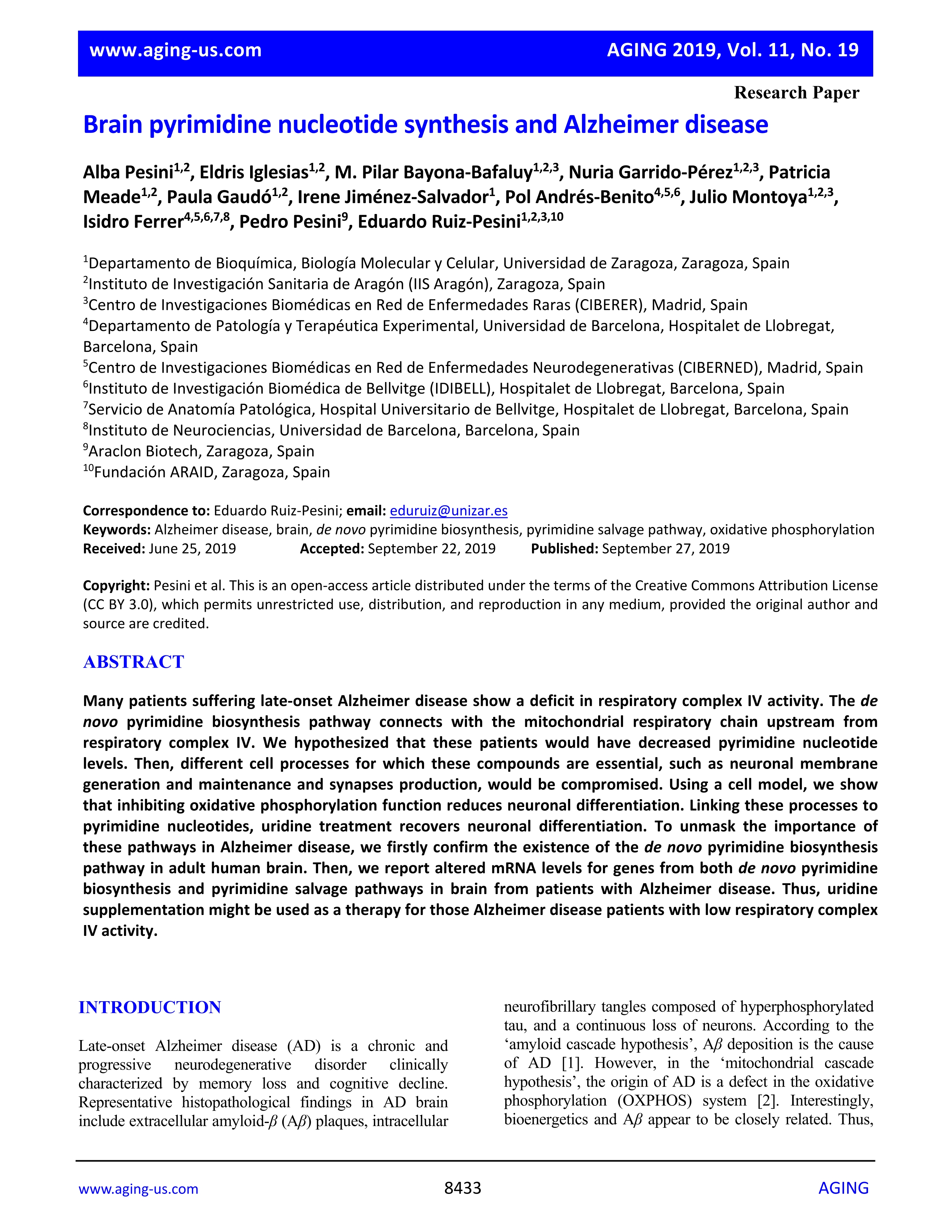 Brain pyrimidine nucleotide synthesis and Alzheimer disease